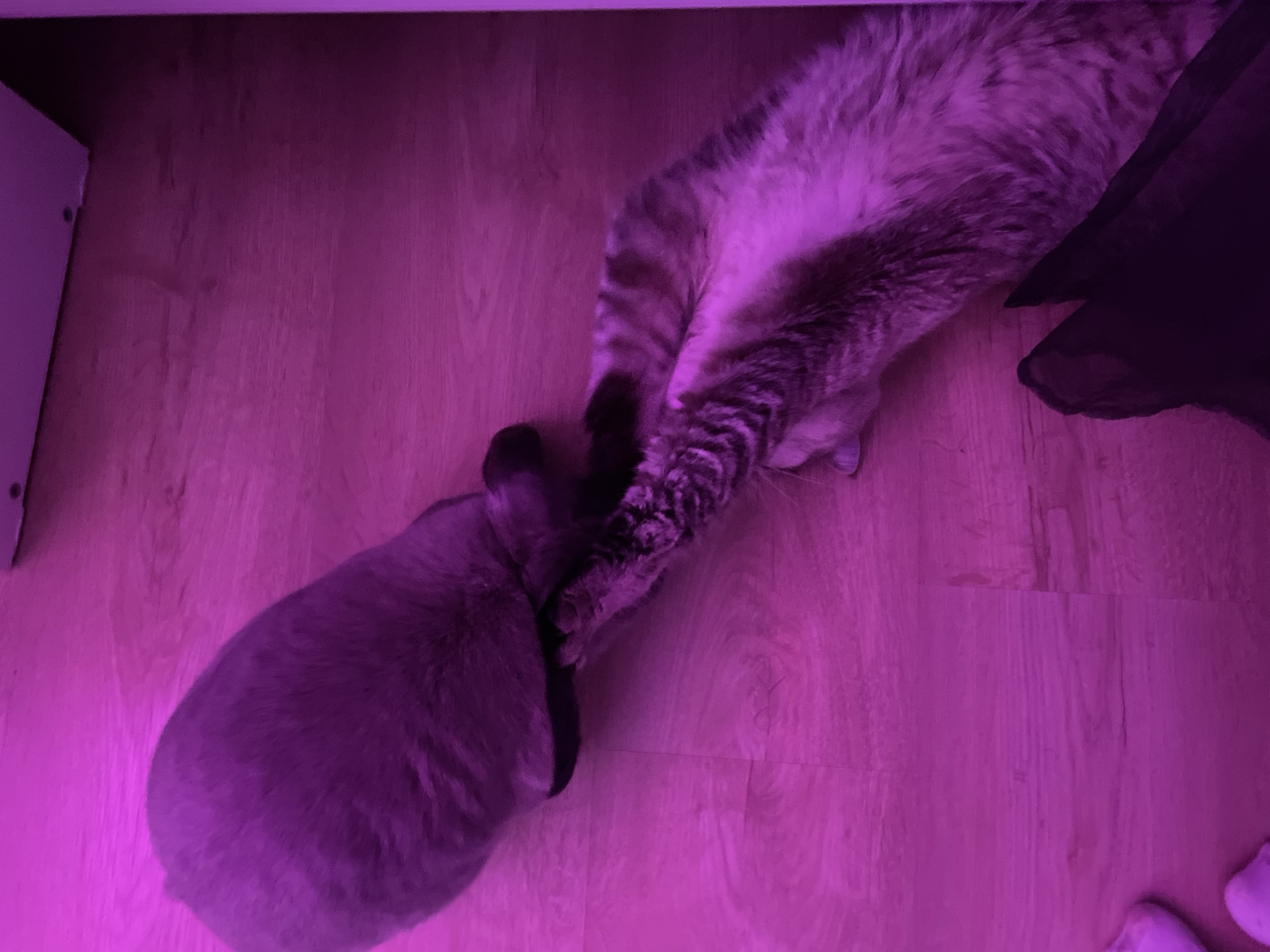 Two cats are depicted from an overhead perspective, engaged in an affectionate interaction on a wooden floor, under a strong magenta light. On the left, a solid grey or blue-colored cat faces towards the center, its head lowered as it appears to nuzzle or groom the second cat. The second cat, a tabby with distinct stripes, is positioned on the right, stretching its body towards the first cat in a similar close head-to-head posture. Their heads are in direct contact, suggesting a friendly or bonding moment. The flooring beneath them consists of light-toned wooden planks. To the far left, part of a white or light-colored piece of furniture or a wall is visible, marked with two dark circular features. A dark fabric or object is also present on the far right of the frame, near the tabby cat. The prominent purple illumination, likely from artificial sources like RGB LED lights, sets a distinct mood for the indoor scene. The activity indicates a calm and affectionate interaction between the animals. This scene takes place in Votkinsk, Russia. No text is visible in the image.