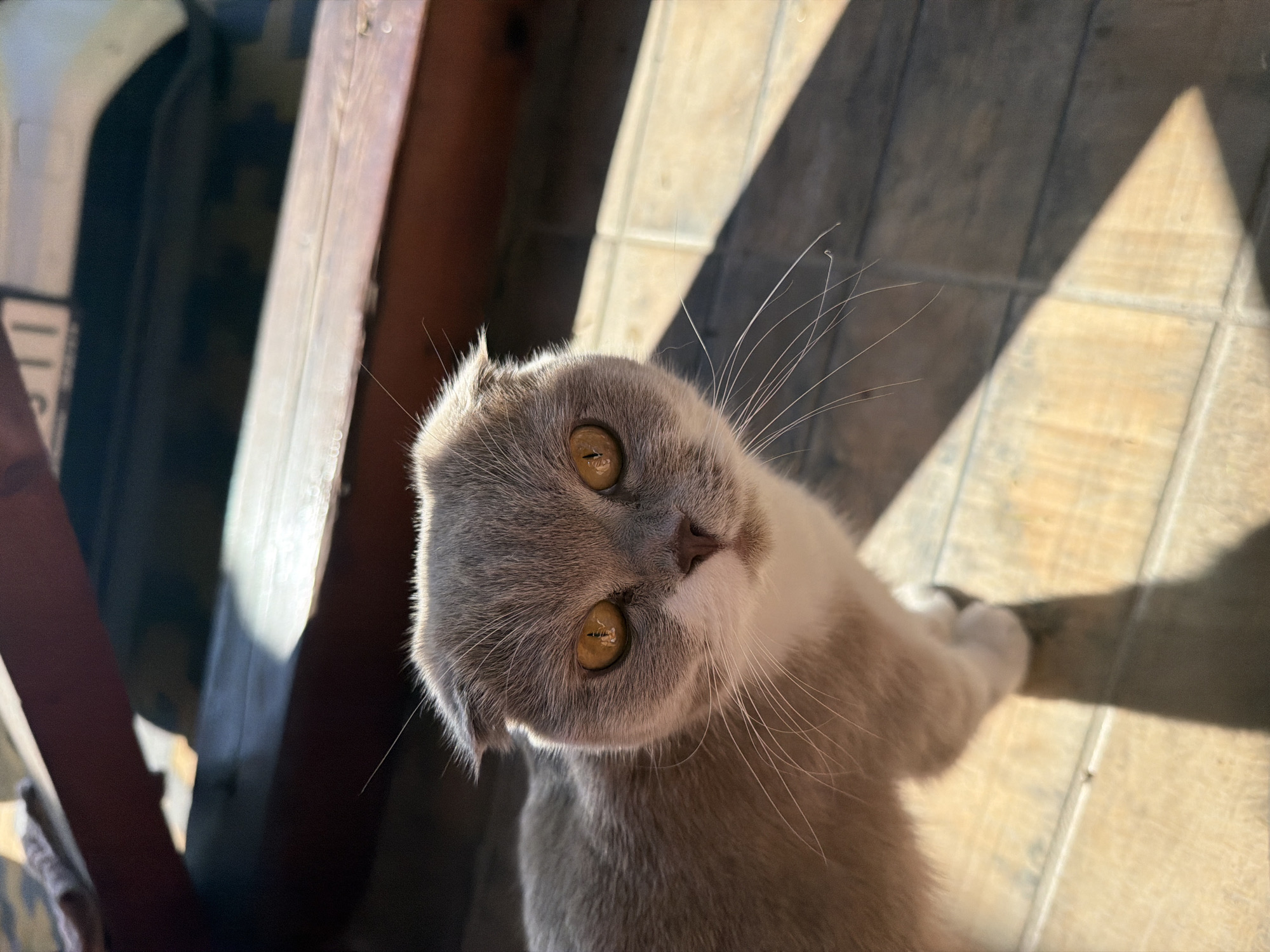 A close-up shot captures a Scottish Fold cat with grey and white fur and amber eyes. The cat is looking directly at the camera, with its ears folded down. The background consists of a wooden floor with diagonal shadows cast by sunlight filtering through blinds. The scene appears to be indoors, likely in a residential setting.