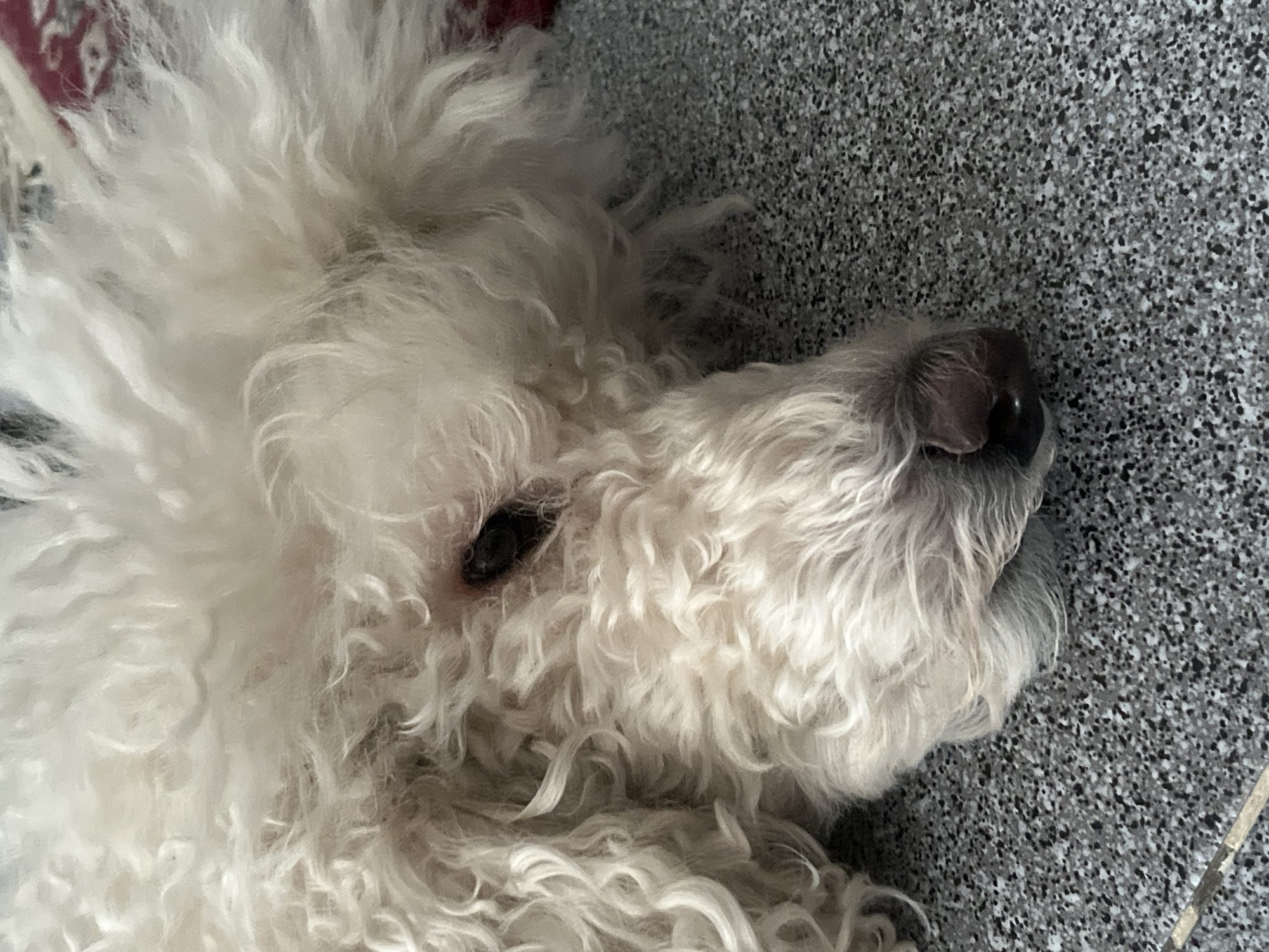 An overhead close-up shot captures the head of a white, curly-haired dog resting, likely indoors, in Krasnoyarsk, Russia. The dog's profile dominates the frame, showcasing its dense, fluffy, and somewhat matted white fur, which exhibits a distinct curly texture. Its dark eye is partially visible, peeking through the fur on the left side of its head. The dog's prominent, dark nose is central to its muzzle, surrounded by slightly grayish fur.
The dog appears to be calmly resting or sleeping, with a relaxed expression. It is positioned on a two-toned surface: a textured, possibly patterned light-colored fabric is partially visible in the upper left background, while the majority of the background and the surface beside the dog's head is a dark gray, speckled material, resembling a granite-like countertop or a patterned floor. The lighting is soft, suggesting an indoor setting. There is no visible text in the image.
