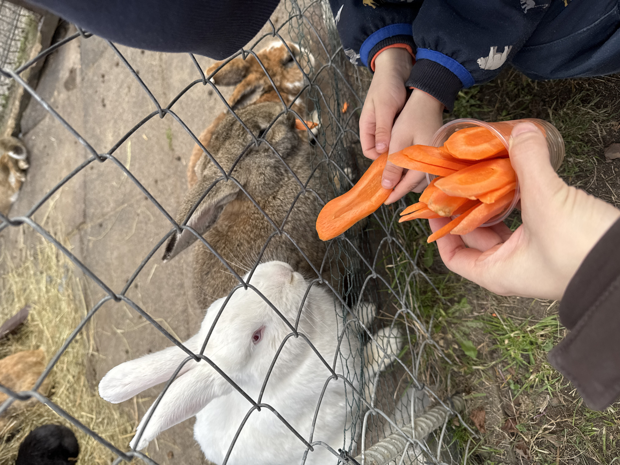 A child and an adult are feeding carrot slices to rabbits through a wire fence. The rabbits are of varying colors, including white, brown, and tan. The adult is holding a clear plastic cup filled with carrot slices. The child is handing a slice of carrot to a rabbit. The environment appears to be an outdoor enclosure with grass and hay on the ground. The location is potentially in Riga, Latvia, although that is not explicitly evident from the image itself.