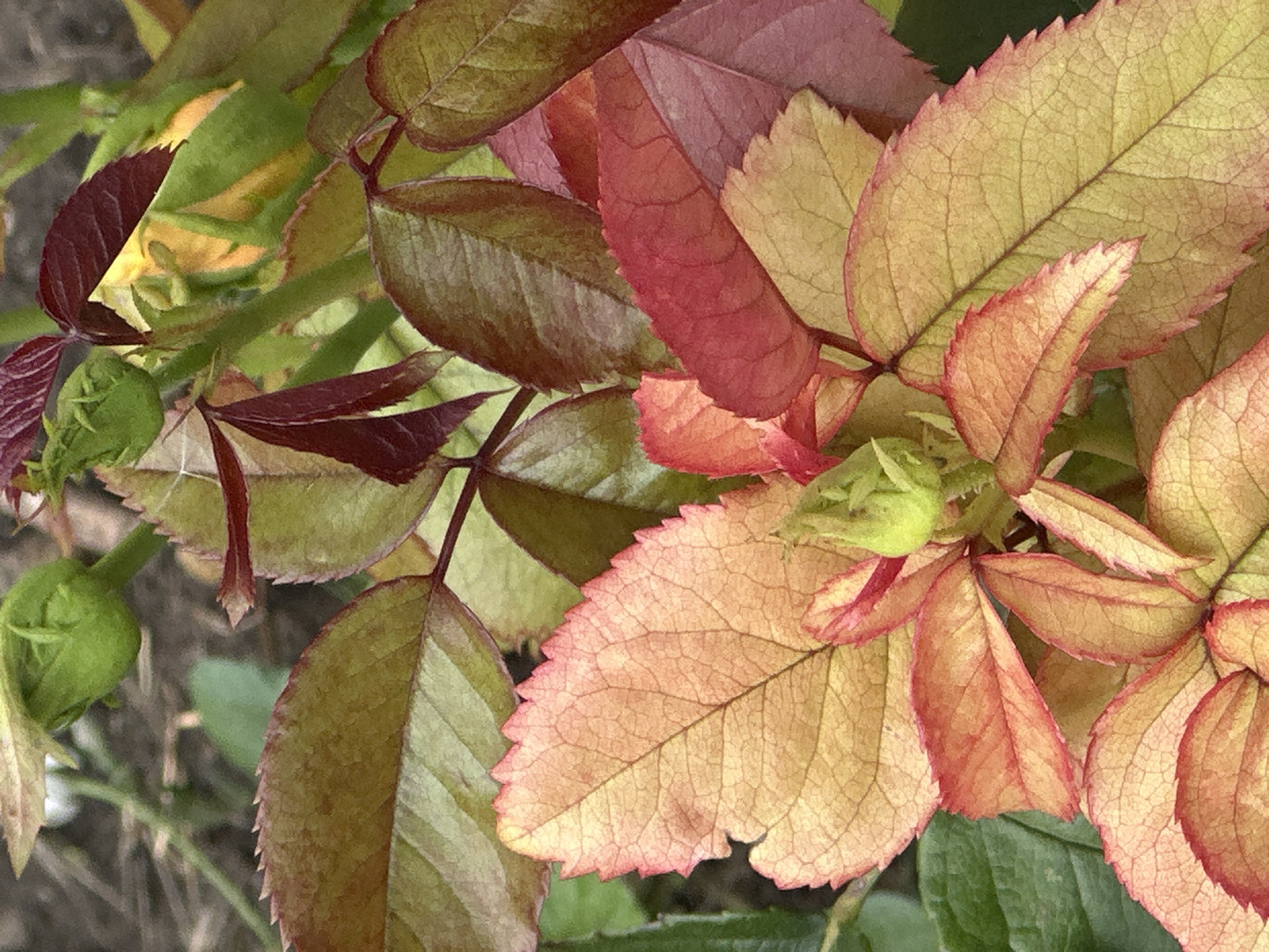 The image shows a close-up view of rose bush leaves and buds, exhibiting a gradient of colors from green to yellow and red, with some leaves showing deep burgundy hues. The leaves are serrated along the edges and veined. A few small, green rosebuds are visible, one in the center of the frame and others scattered throughout. The background is blurred, suggesting a garden or natural outdoor setting. The location in Lobacheve, Ukraine, is not visually represented in the image itself.