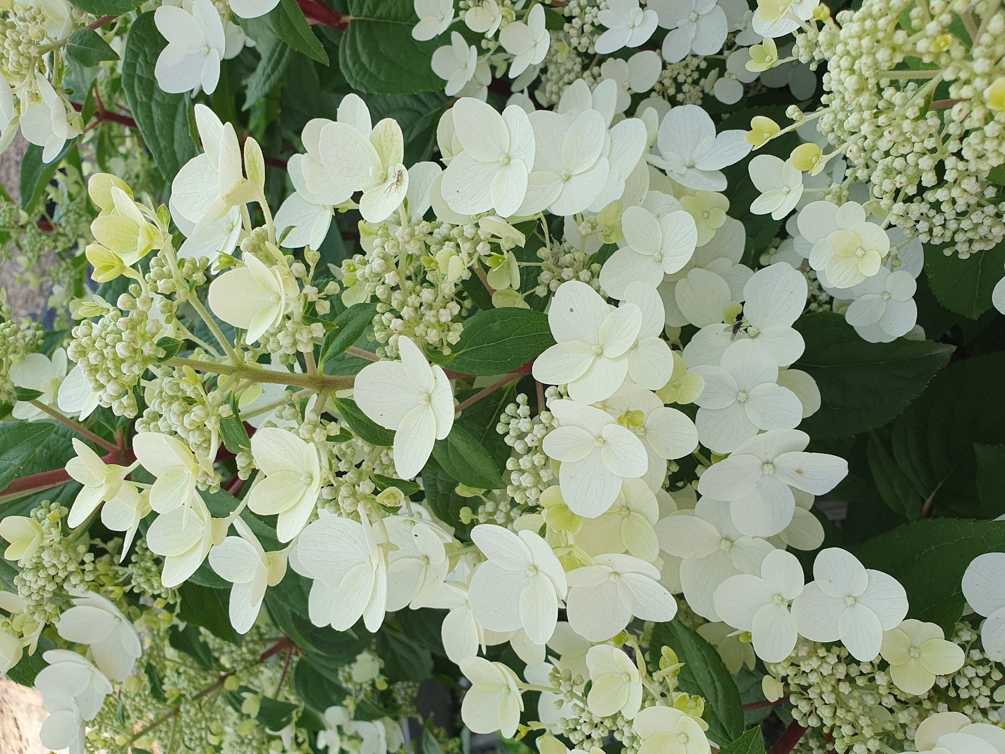 The image displays a close-up view of a dense cluster of white hydrangea flowers, interspersed with numerous small, unopened buds. The petals of the larger flowers are delicate and translucent, with visible veins. Some of the smaller buds and the tips of a few petals have a faint yellow-green hue. Dark green leaves form a backdrop to the blooms, and reddish-brown stems are also visible, particularly towards the upper left and right sides of the frame. The overall impression is of lush, abundant floral growth. There is no indication of Meget, Russia, or any specific urban environment in the provided image.
