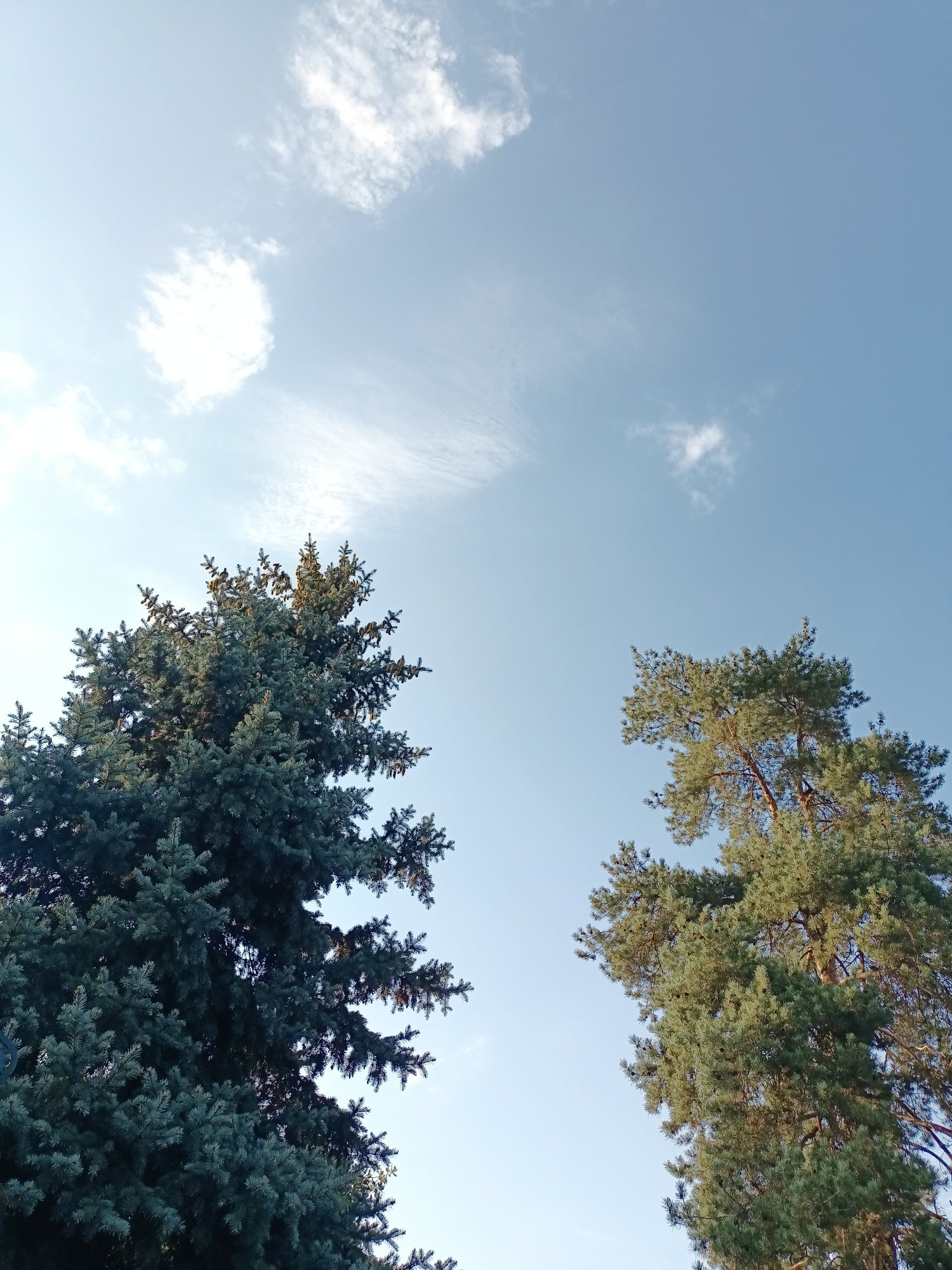 The image shows two coniferous trees against a bright blue sky with a few wispy clouds. The tree on the left is darker green and appears to be a spruce, with dense foliage and visible pinecones. The tree on the right is lighter green and has a more open structure, suggesting it might be a pine tree, also with visible pinecones. The photograph is taken from a low angle, looking upwards into the canopy of the trees and the sky. The scene is outdoors and appears to be in a park or a natural setting within the city of Almaty, Kazakhstan, judging by the types of trees and the clear sky typical of the region. There are no people or any other discernible subjects in the frame.