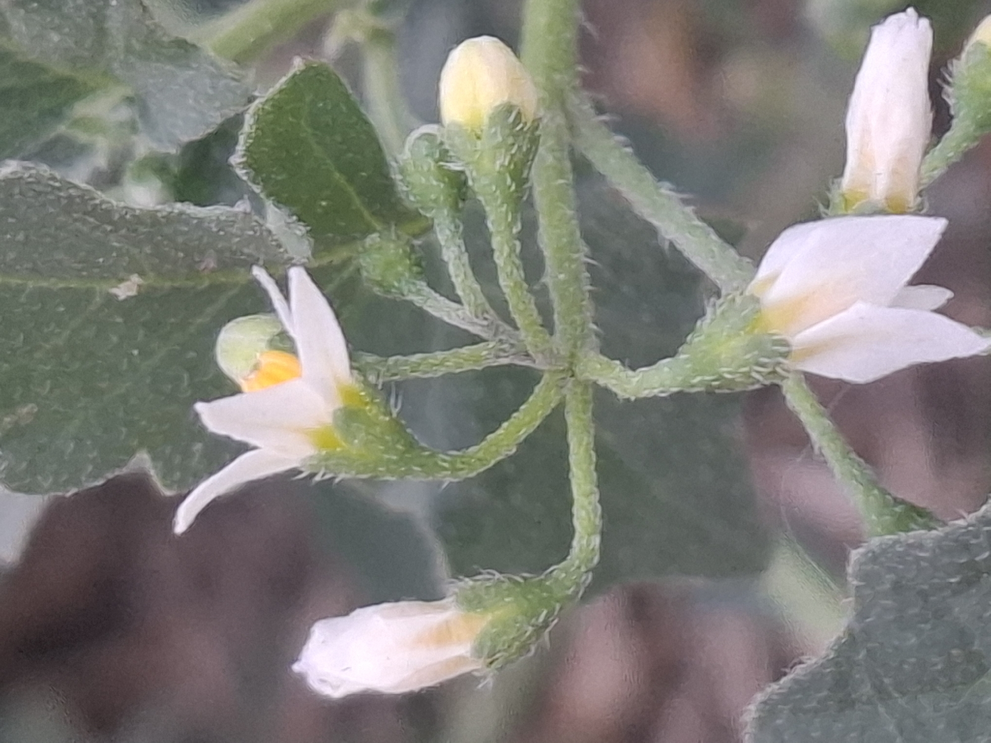This is a close-up, slightly out-of-focus photograph of white flowers and buds on a plant. The flowers have yellow centers and delicate, pointed petals. The stems and buds are covered in fine, green hairs. The background is a blur of muted greens and browns, suggesting foliage and soil. The image does not contain any elements that would allow for location identification in Almaty, Kazakhstan or any other specific city.