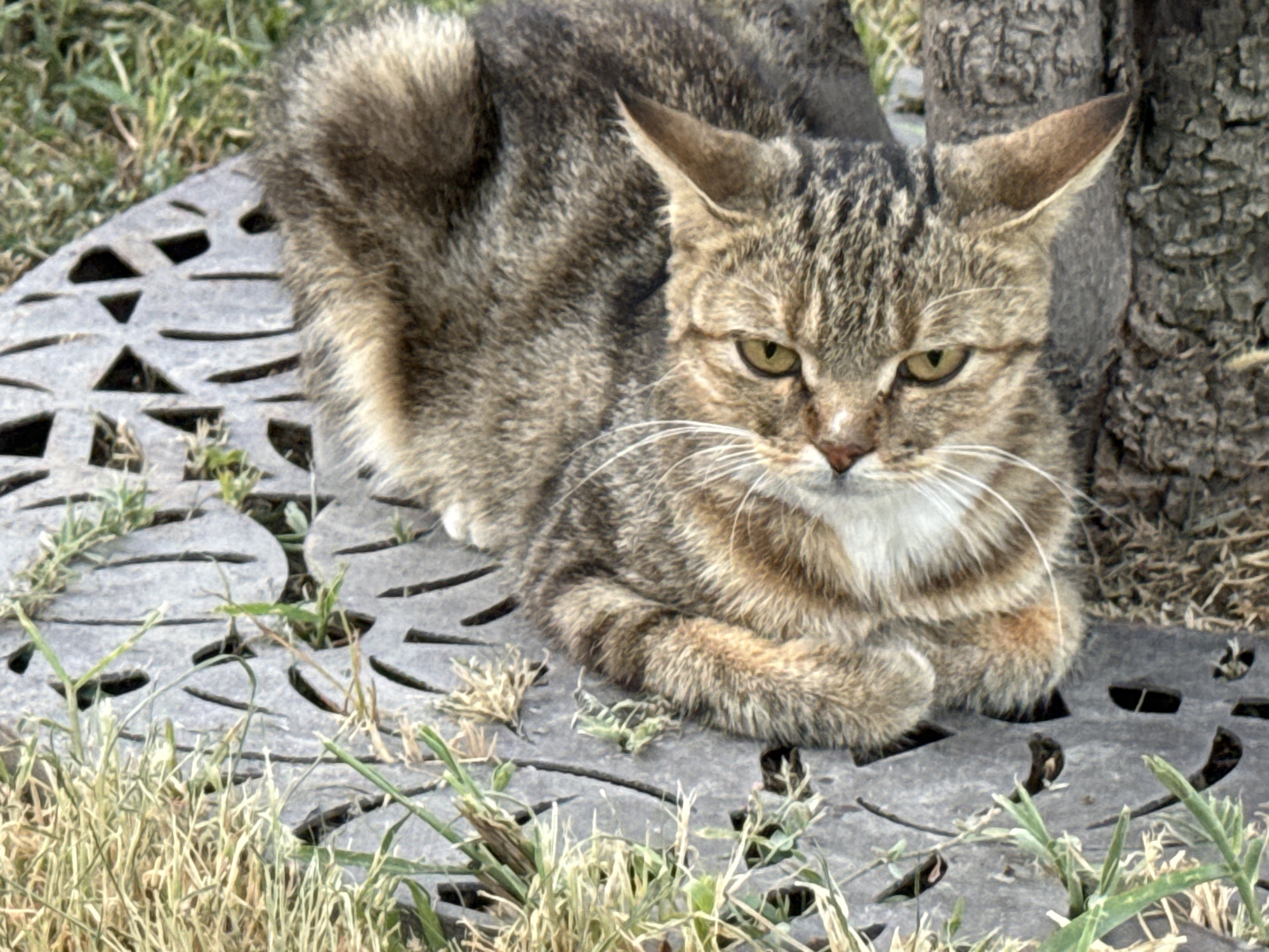 A tabby cat with brown and black stripes is lying down on a metal grate in front of a tree. The cat is looking directly at the camera with its paws tucked under its body. The grate has a decorative pattern of holes. There is grass growing around the grate and the base of the tree. The scene appears to be outdoors in a park or garden.