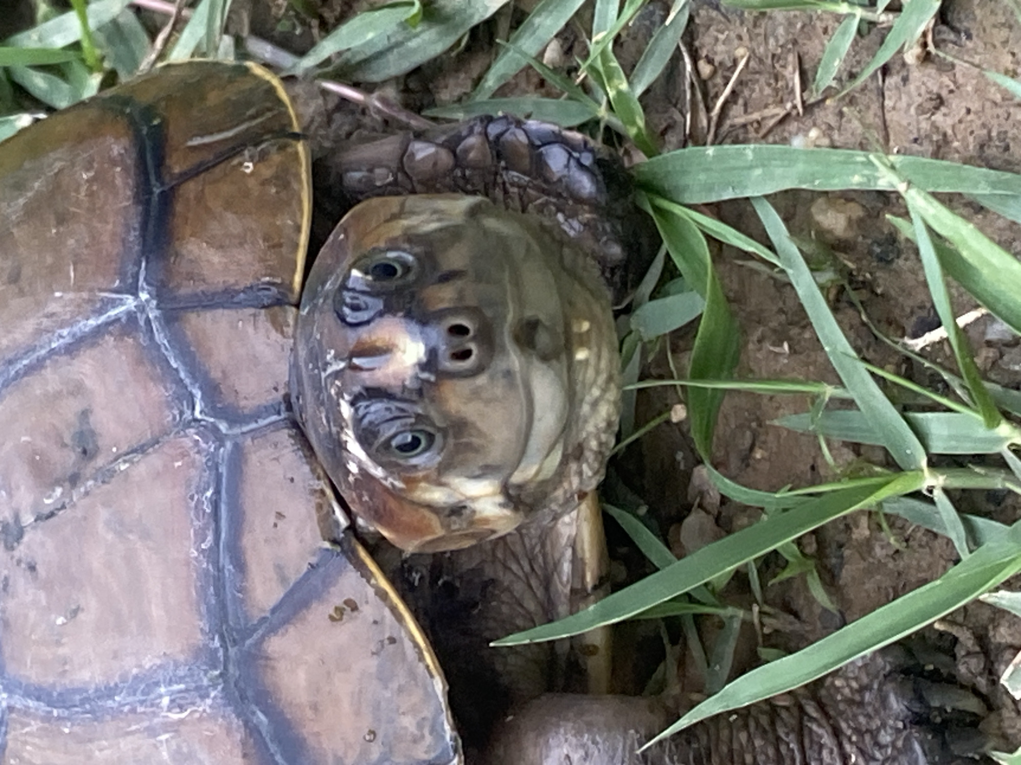 The image is a close-up, high-angle shot of a turtle's head and upper shell, resting on the ground amidst blades of grass. The turtle's shell is brown with darker, segmented patterns. Its head is light brown with visible eyes, a snout with two nostrils, and its mouth is slightly open, revealing small teeth. The turtle appears to be in an outdoor, natural environment, with dirt and green grass visible. There is no indication of the city of Tinaquillo, Venezuela within the image itself.