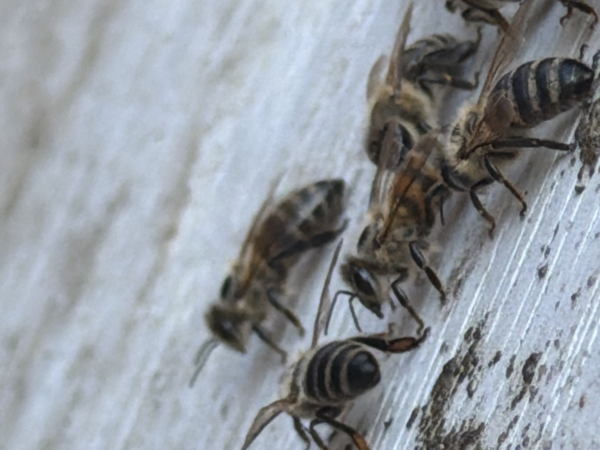 In a close-up, shallow depth-of-field shot, a group of honeybees are gathered on a light-colored, textured surface that appears to be weathered wood. The bees are oriented in various directions, with some in focus and others blurred. Their striped abdomens and delicate wings are visible. The surface they are on has a pattern of parallel lines and appears slightly dirty in places, with small dark specks. The overall impression is of a natural, albeit mundane, scene involving these pollinators. The image does not contain any elements that suggest a specific location within the city of Pazardzhik, Bulgaria, or any human presence.