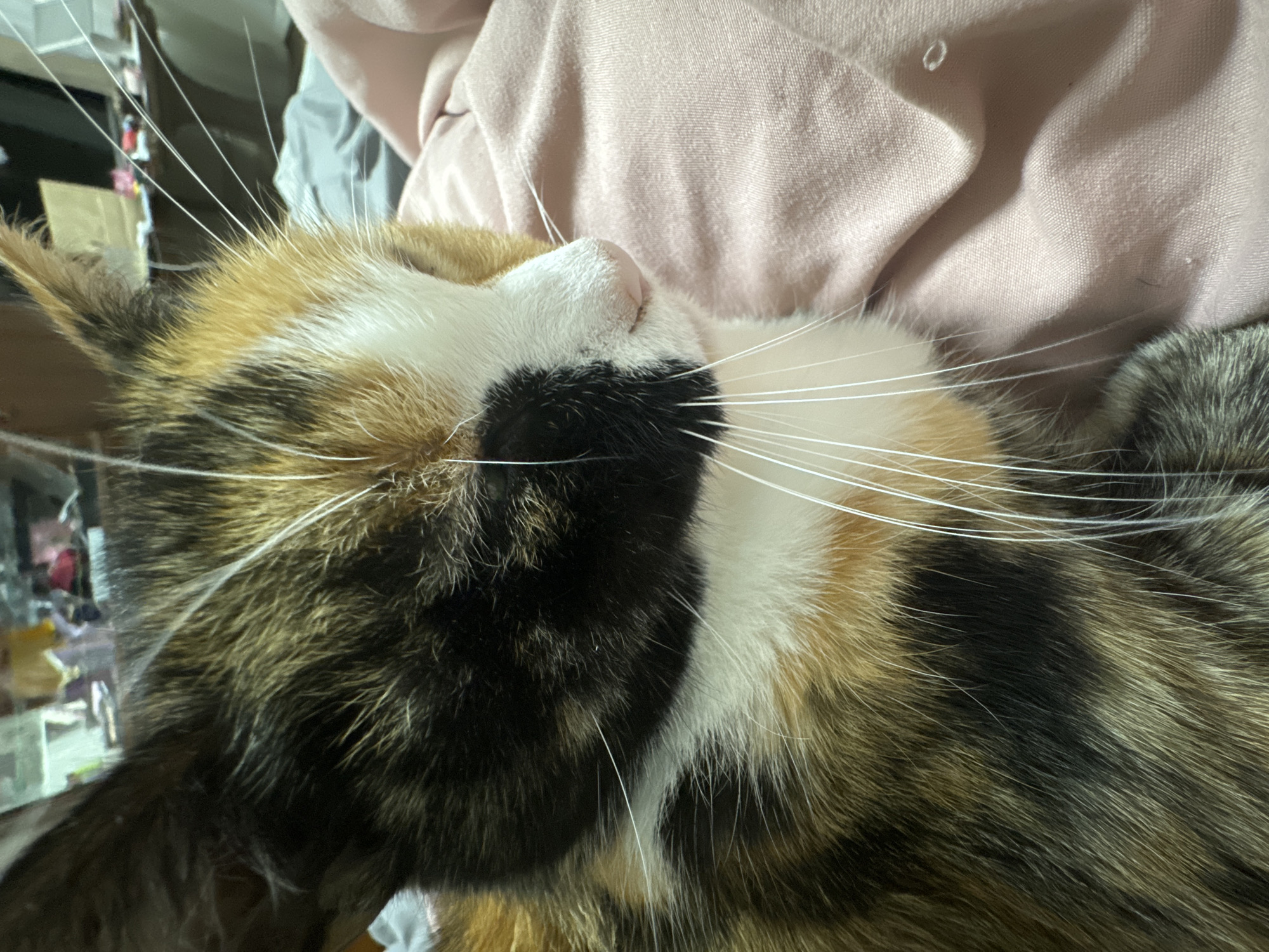 A calico cat lies with its head resting on a light pink fabric surface. The cat's fur is a mix of black, white, and orange patches. Its whiskers are long and white. The cat is indoors, with a cluttered background visible to the left.