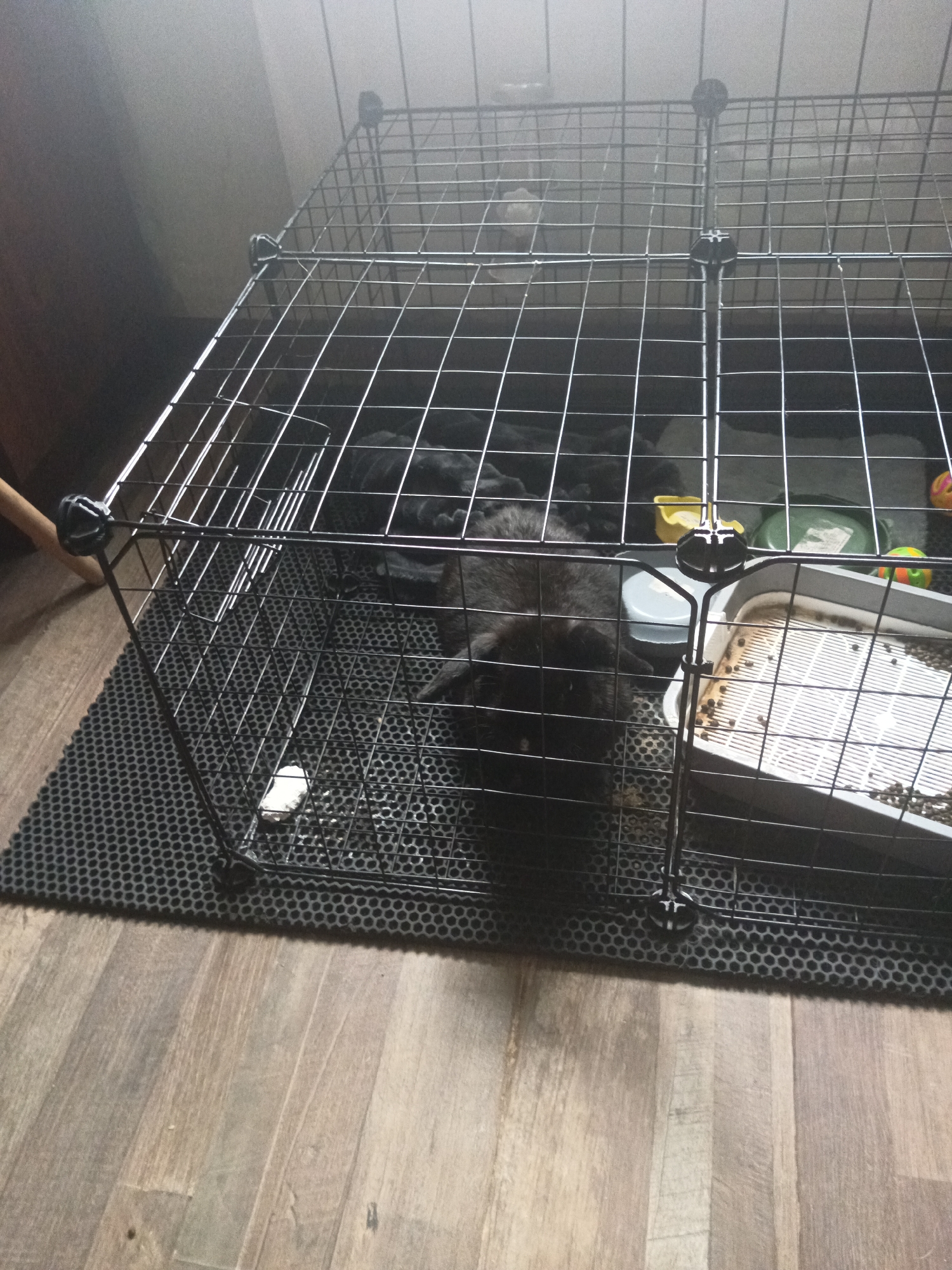 The image shows a black rabbit inside a wire cage. The cage is situated on a black mat, which is placed on a wooden floor. Inside the cage, there is a litter box, a yellow bowl, and some toys. The rabbit is lying down, and its fur appears to be long and fluffy. The overall lighting in the image is dim, with a strong light source coming from the upper left, creating shadows within the cage. The environment appears to be indoors, possibly a room in a home. There is no indication of the city of Kuznetsk, Russia, or any specific location beyond a general indoor setting.