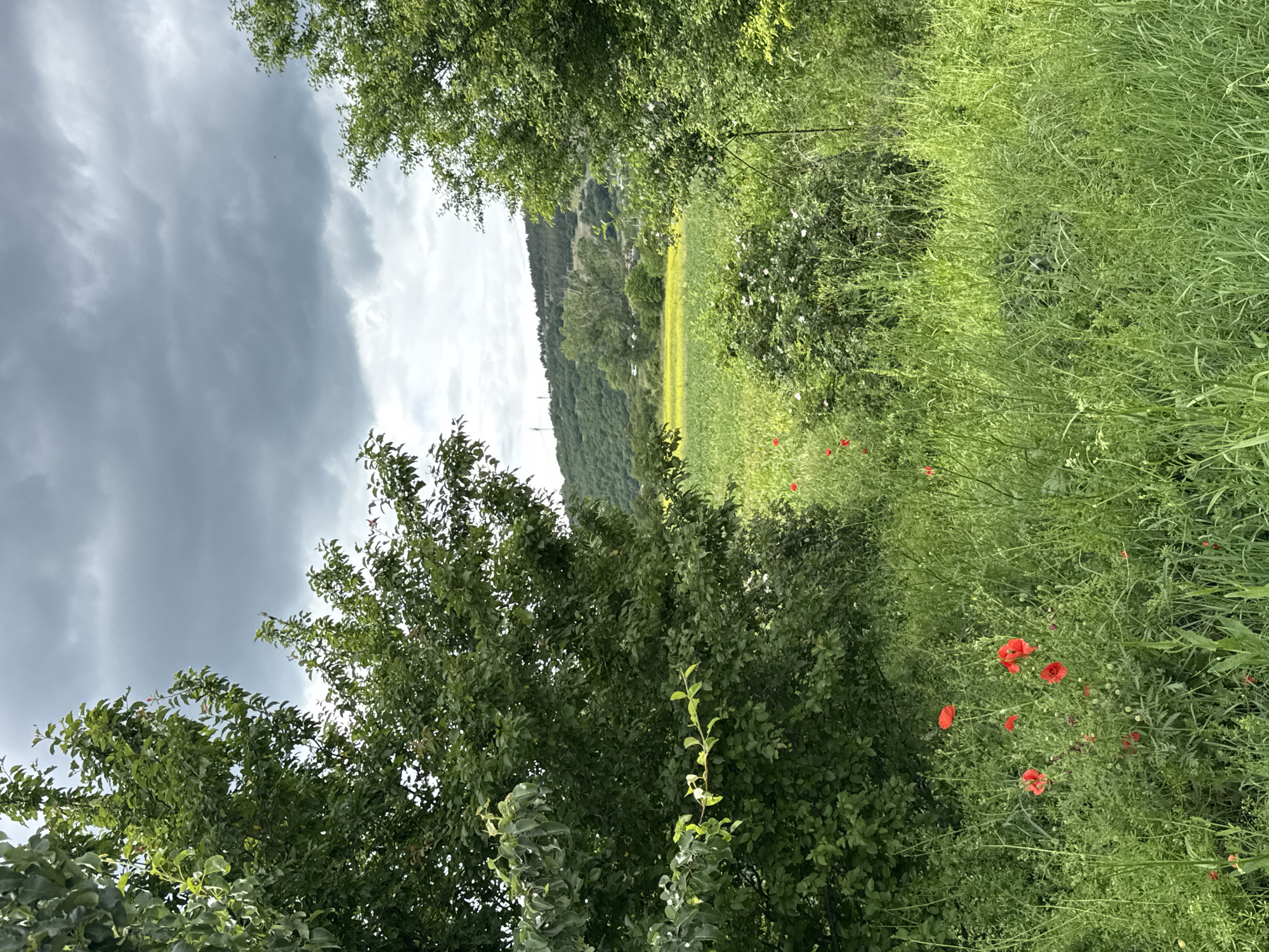 This is a medium-shot, vertical-format photograph taken outdoors, likely in the vicinity of Dragovishtitsa, Bulgaria, on a cloudy day. The foreground is dominated by lush, green tall grass and foliage. Scattered within this verdant growth are several bright red poppies, adding pops of color to the scene. To the left and right, the image is framed by the dense green foliage of trees, their leaves appearing healthy and vibrant. In the middle ground, a field of yellow flowers stretches out, contrasting with the surrounding greenery. Beyond the yellow field, rolling hills covered in trees rise, their slopes dotted with more vegetation. The sky above is overcast, filled with heavy, dark gray clouds, suggesting an impending storm or recent rainfall. The overall impression is one of a rural, natural landscape under a brooding sky. No people or animals are visible in the frame, and there are no discernible structures or man-made objects apart from what appear to be distant transmission towers on the hilltops.