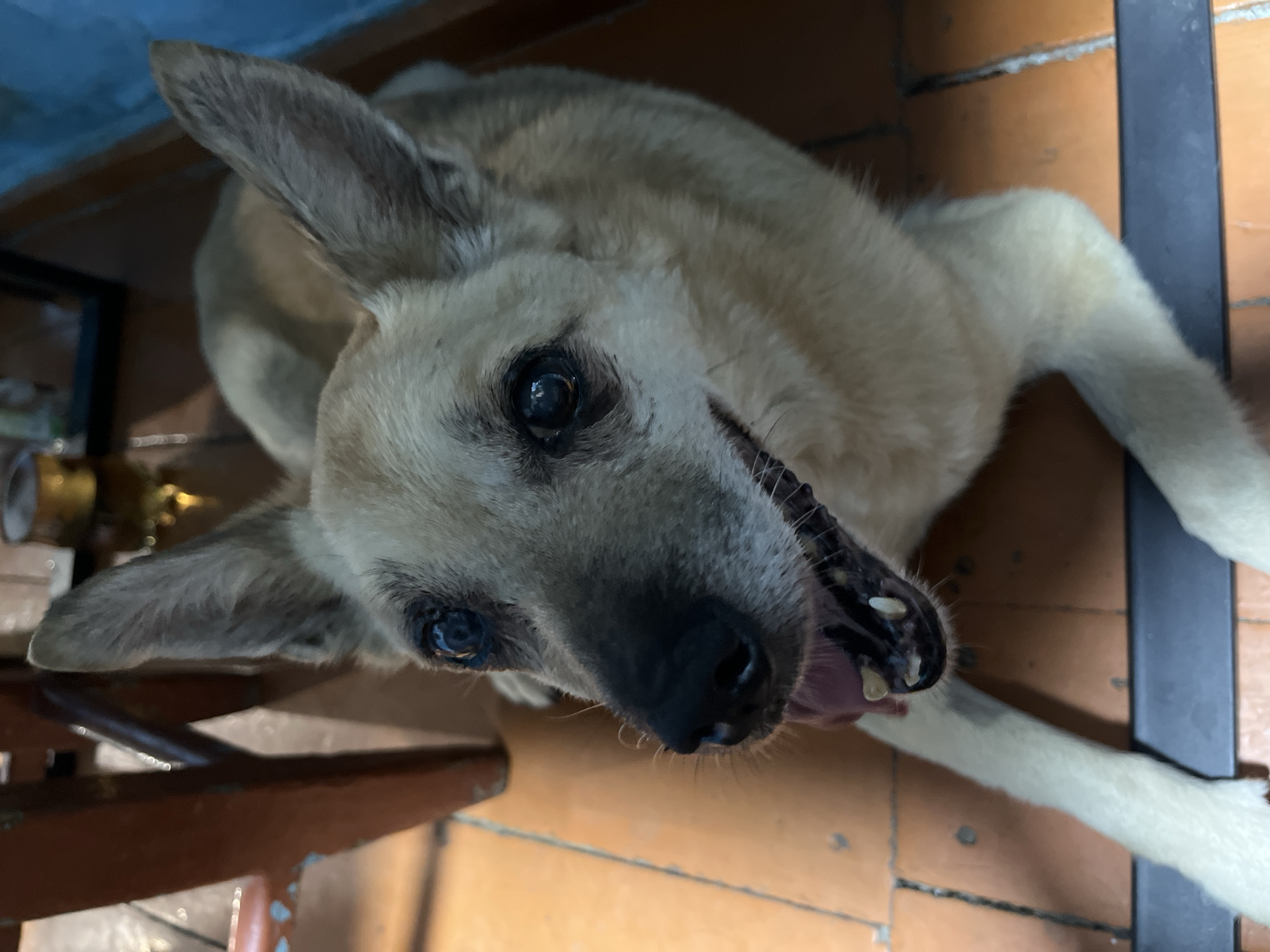 An adult, light-furred mixed-breed dog, characterized by its upright ears and dark muzzle, is depicted lying on an orange-brown tiled floor in Nizhny Tagil, Russia. The dog faces directly towards the viewer, its dark eyes reflecting ambient light. Its mouth is slightly open, revealing a pink tongue and several worn, light-colored teeth. The dog's front paws are extended forward on the tiled surface. In the background, dark wooden furniture legs are visible to the left, and a dark, horizontal object or surface extends along the lower right side of the frame.