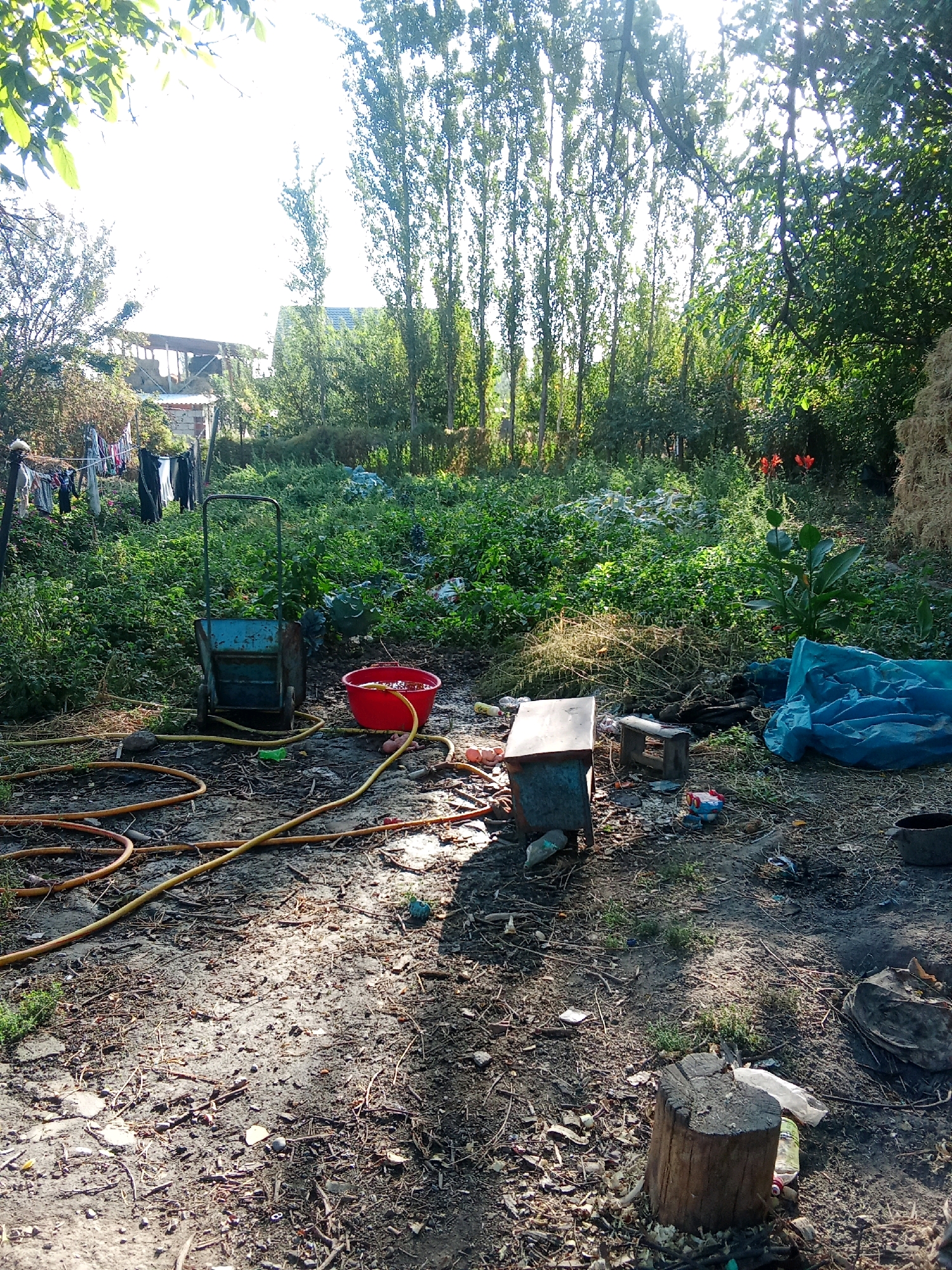 The image depicts a cluttered outdoor area, possibly a backyard or informal settlement, in Gavrilovka, Kyrgyzstan. The scene is characterized by abundant vegetation, with trees lining the background and overgrown plants in the mid-ground. Sunlight filters through the foliage, creating dappled shadows on the ground.
In the foreground, the ground is a mix of dirt, scattered debris, and dry leaves. Several objects are present, including yellow hoses coiled on the ground, a red plastic bucket filled with liquid, a small blue cart with wheels, and a rusted metal box with a wooden top. There is also a small wooden stool and a blue tarp partially covering a pile of something. Further back, laundry is hanging on a clothesline.
The overall impression is one of disarray and a lived-in, unkempt environment. The presence of the bucket, hoses, and laundry suggests domestic activity, while the general state of the ground and scattered items indicates a lack of formal organization. No people are visible in the image. The environment appears to be rural or semi-rural, with the backdrop of trees suggesting a natural setting within or on the outskirts of the settlement.