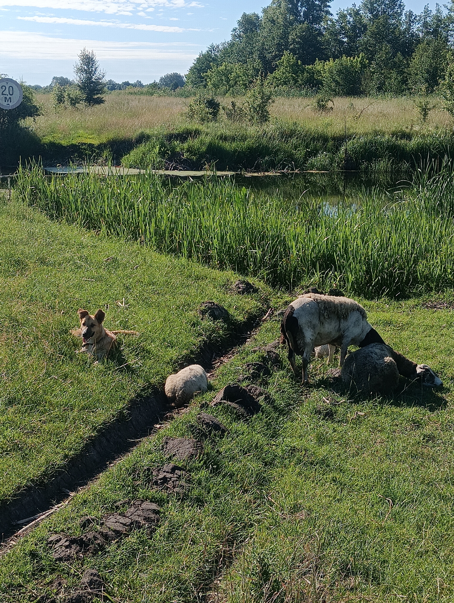 The image depicts a grassy area with a small body of water in the background. In the foreground, a light brown dog is lying in the grass, looking towards the camera. To the right of the dog, two sheep are visible. One sheep is standing and grazing, while the other is lying down. A small ditch runs through the grassy area, separating the dog from the sheep. A circular sign with "2.0 M" is visible on the left side of the image. The environment appears to be rural, with trees and vegetation surrounding the area. The sky is blue with some white clouds.