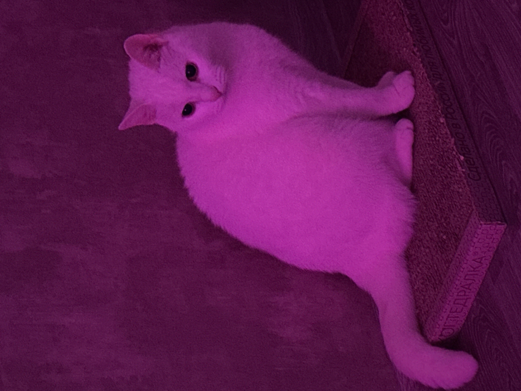 A white cat lies on a purplish-gray textured surface, next to a brown scratchpad which has the words "Когтедралка" (Scratching post) and "Сделано в России для любимых котов" (Made in Russia for beloved cats) printed on it. The location is assumed to be the city of Chaikovsky, Russia.