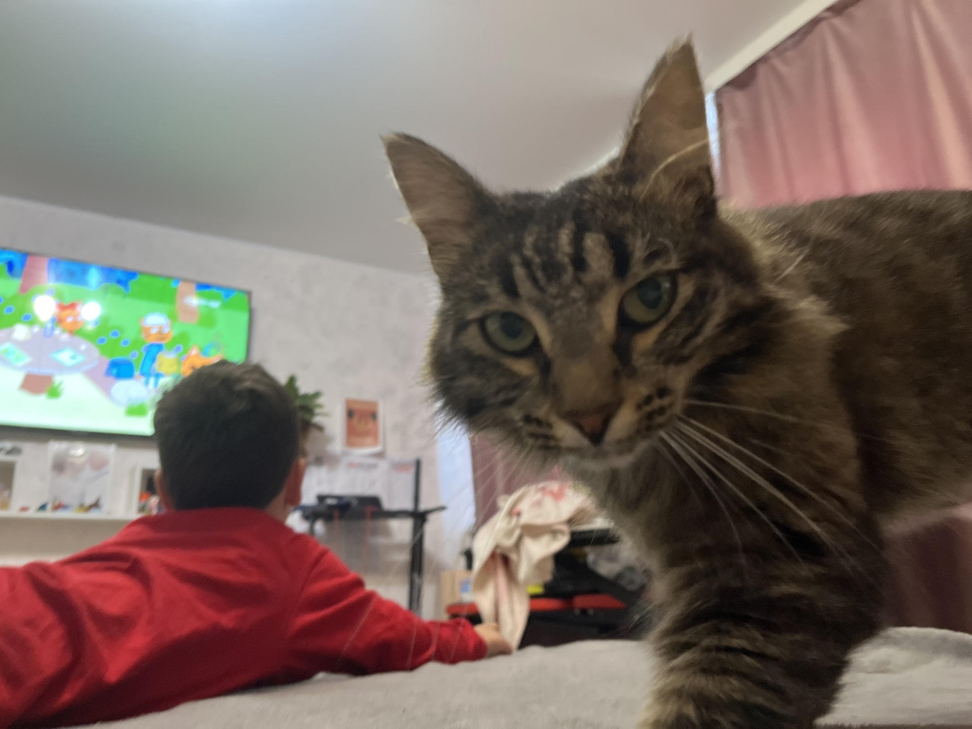 A close-up, low-angle shot captures a tabby cat in the foreground, its face filling much of the frame. The cat has green eyes and appears to be looking directly at the camera. Behind the cat, a young child wearing a red shirt is seen from the back, facing a television screen displaying a colorful cartoon. The television is on a shelf, and other objects are visible in the background, including a pink curtain. The overall setting appears to be a domestic interior, likely a living room in Krasnyye Barrikady, Russia.