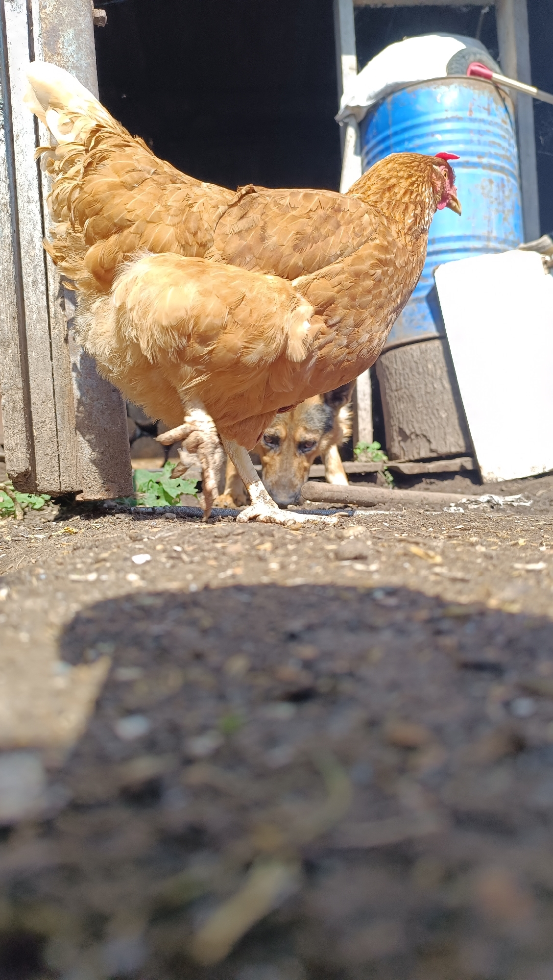 A low-angle, outdoor shot features a brown hen prominently in the foreground, with its legs and feet visible on the dirt ground. Behind the hen, a German Shepherd dog is visible, peering towards the ground. In the background, a large blue barrel sits next to a wooden structure, with a white object partially obscuring the barrel. The scene appears to be in a rural or farm-like setting, with evidence of dirt, wood, and vegetation. The lighting suggests a sunny day.