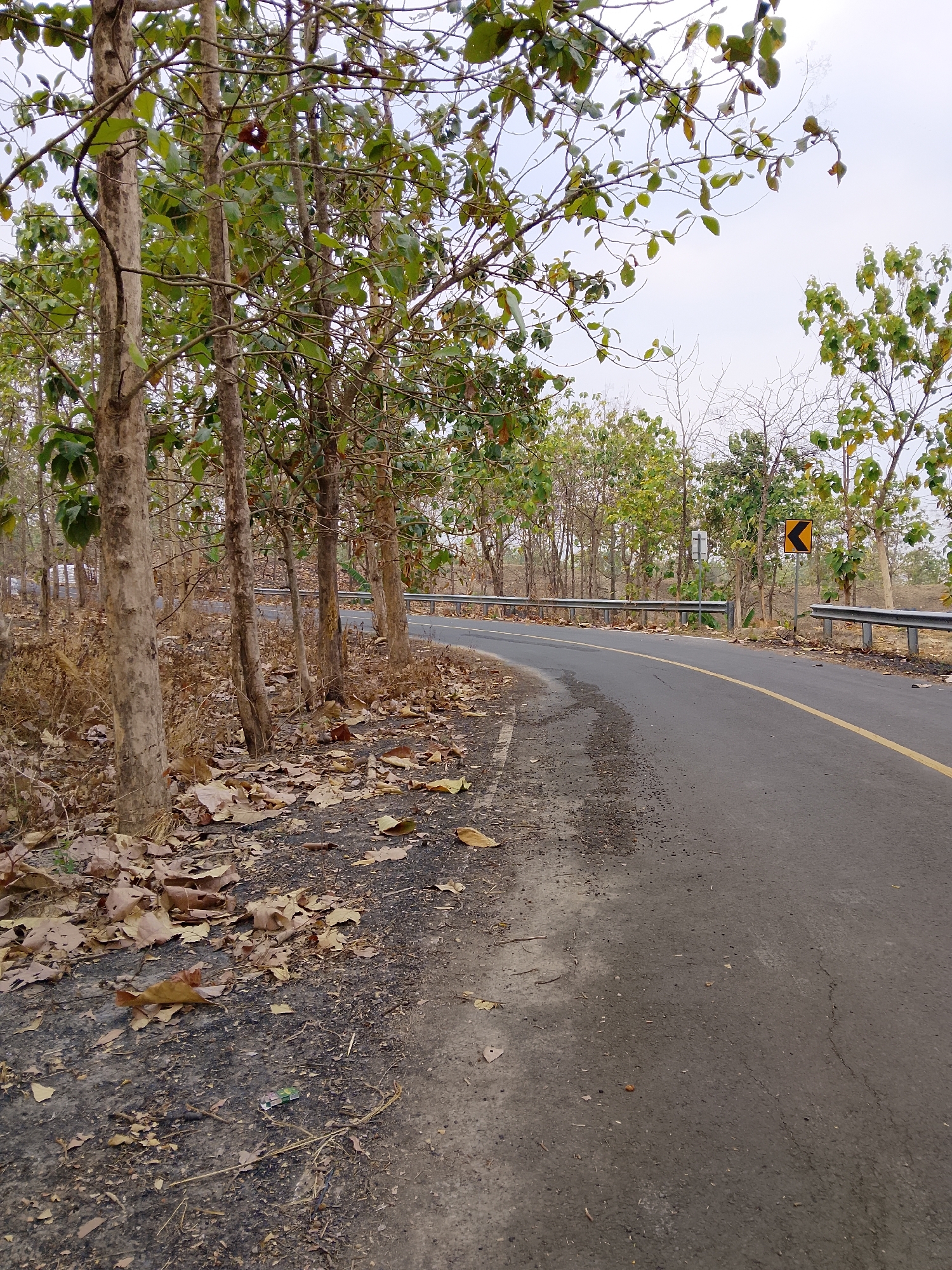 The image shows a curved asphalt road with a yellow line dividing the lanes. The road is bordered by a metal guardrail on the right side and a dry, leaf-strewn area with trees on the left. The trees are mostly bare, with some retaining green leaves. There are two road signs visible: a white rectangular sign and a yellow diamond-shaped sign with a black arrow indicating a curve. The sky is overcast. The scene appears to be in a rural or semi-rural area, possibly a forest edge, and is consistent with the landscape found in Keren, Indonesia, given the vegetation and road conditions often seen in such regions. No people or vehicles are present in the image.