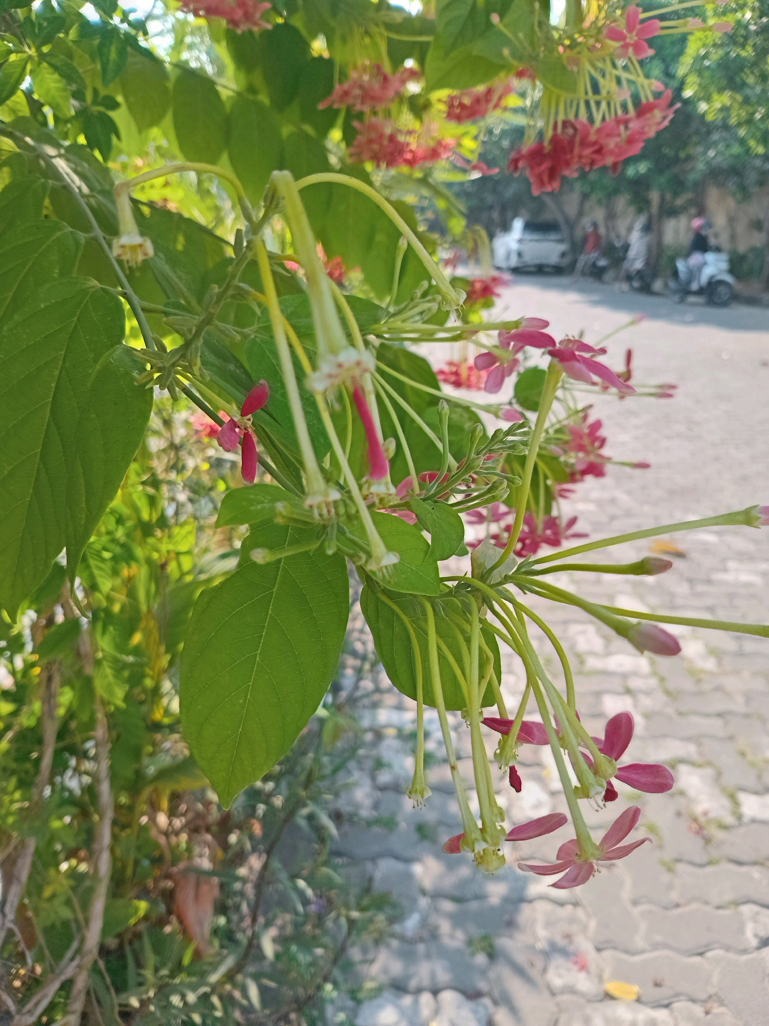 In an outdoor setting, possibly a residential area or street in Semarang, Indonesia, a close-up shot focuses on delicate, hanging pink and white flowers. The flowers, with their slender green stems, are the primary subject, some open with visible pistils and stamens, others in bud form. The background is blurred, revealing hints of a paved walkway, trees, and vehicles, including a white car and a scooter with a rider, suggesting a street scene. The lighting indicates daytime, with sunlight casting dappled shadows. The overall impression is one of a vibrant, natural element juxtaposed against an urban environment.