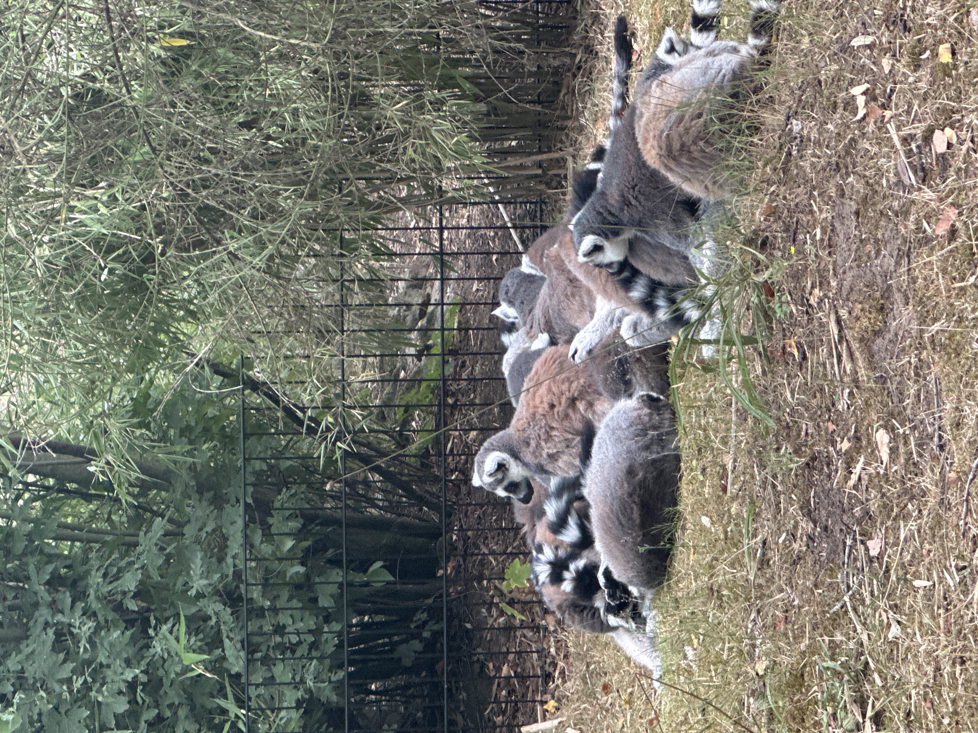 The image shows a group of ring-tailed lemurs resting on the ground in an outdoor enclosure. The lemurs are a mix of brown, grey, and black and white. Some are curled up, while others are sitting or lying down. In the background, there is a black metal fence and lush green foliage, including trees and bamboo. The ground is covered in dry grass and some scattered leaves. The scene appears to be a zoo or wildlife park.