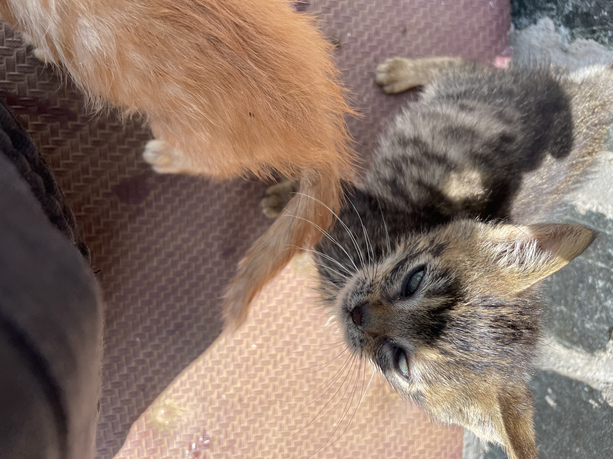 Two kittens are visible on a brown and tan woven surface. One kitten is predominantly orange, while the other has a mix of grey, black, and brown fur, and is looking upwards towards the camera. The location is unknown.