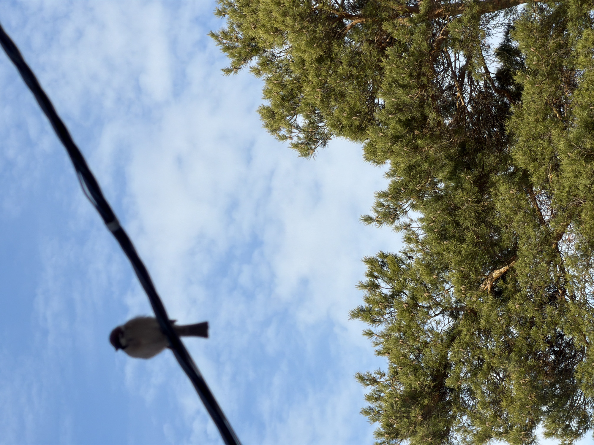 The image depicts an outdoor scene in Chaikovsky, Russia, featuring a blurry, sparrow-like bird perched on a black cable against a blue sky with scattered white clouds. The bird, positioned in the upper left quadrant, has a reddish-brown head and a lighter brown body, facing slightly right. A thick, dark black cable runs diagonally across the upper frame, from the top left to the mid-right. The lower right portion of the scene is dominated by the dense, green foliage of a coniferous tree, likely a pine, exhibiting numerous small cones among its needles. No people are visible.