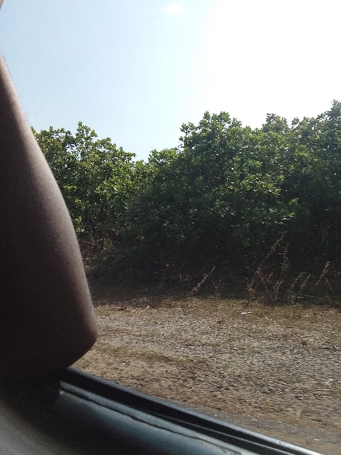 View from a car window, capturing a roadside scene. The foreground features a dark arm resting on the car's interior. Outside, a gravelly or sandy ground stretches towards dense, green shrubbery and trees, possibly a wooded area along the road. The sky is bright and clear.