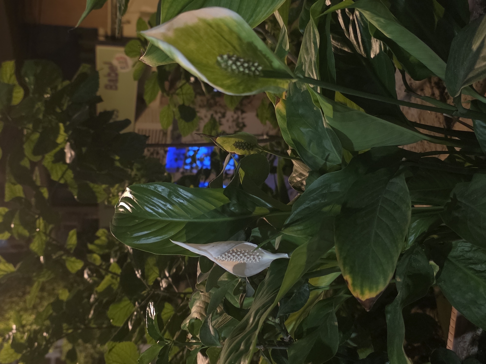 The image shows a close-up of several peace lilies (Spathiphyllum) with their characteristic white spathes and spadices, set against a backdrop of lush green foliage. The lighting suggests it is evening or night, with artificial light sources illuminating the plants, creating highlights and shadows. In the blurred background, there are hints of urban elements, including a sign with the word "Babel" in yellow and blue lights. The setting appears to be an outdoor urban environment, possibly a street or courtyard in Málaga, Spain, given the provided context. There are no people visible in the image. The focus is on the detailed texture and form of the peace lily flowers and leaves, with the background providing a sense of place without being the primary subject.