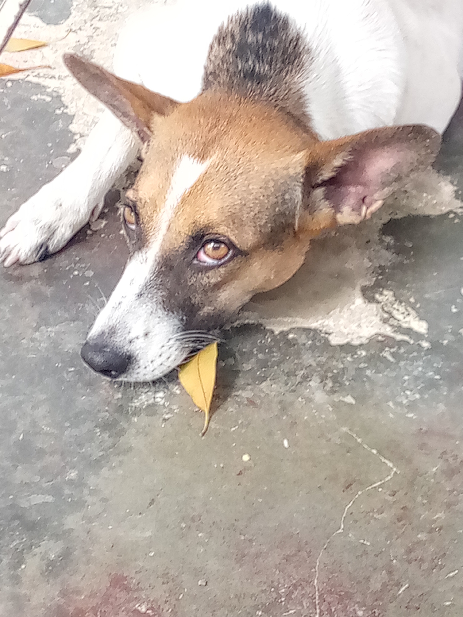 A close-up, high-angle shot captures a dog lying down on a textured, greyish concrete surface, likely outdoors or in a semi-outdoor area in Juan Griego, Venezuela. The dog has mostly white fur, with significant brown markings on its head and ears, and some black fur visible on its upper back near the shoulders. Its large, soulful eyes are a warm brown, looking towards the left side of the frame with a calm, somewhat pensive expression.
A striking detail is a bright yellow, dried leaf gently held in the dog's mouth, resting just above its nose. Its snout is a mix of white and dark fur, with a black nose. One of its white paws is visible in the upper left corner, also resting on the ground. The concrete surface beneath it shows variations in tone and texture, suggesting age or wear, with some lighter patches and darker stains. The lighting suggests it is daytime. There is no visible text in the image.