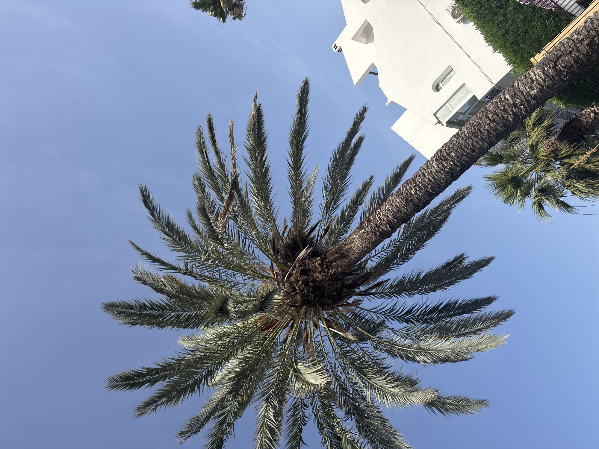 The image captures a view from below, looking up at a large palm tree with a textured trunk and numerous fronds against a clear blue sky. To the right of the palm tree, a white building with a distinctive angular architectural design is visible. The building has windows and appears to be part of a modern structure. In the background, there are hints of other palm trees and green foliage, suggesting a warm, possibly Mediterranean climate. The scene is set in Urbanización Cabo Roig, Spain, as indicated by the context provided. There are no people or overt actions depicted in the image. The overall impression is one of a bright, sunny day in a coastal or resort area.