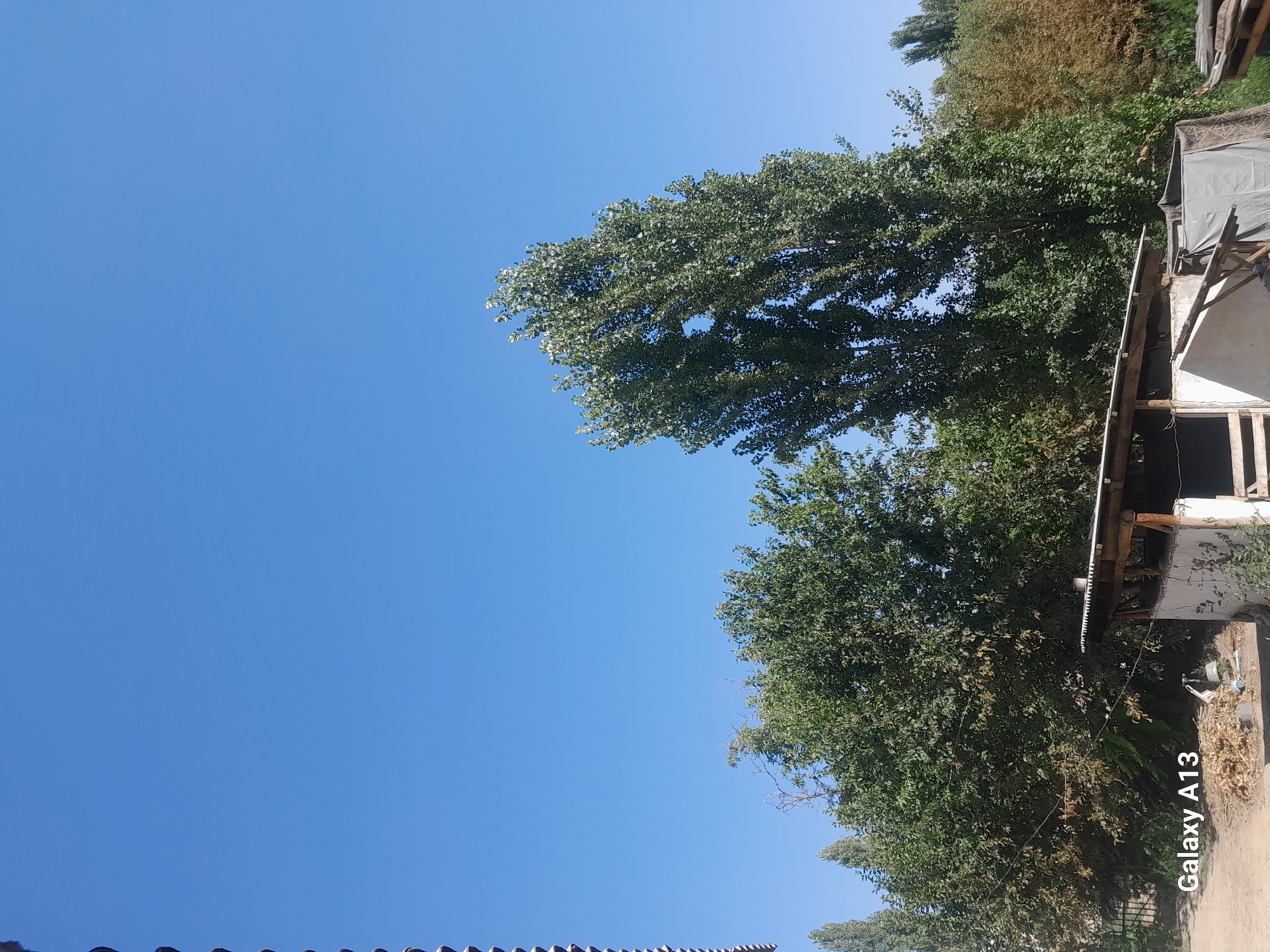 A full shot captured from a low angle shows a clear blue sky dominating the upper portion of the image. In the foreground, a roughly constructed, open-air shelter with a corrugated roof is visible. To the left of the shelter, a pile of dry, brown foliage lies on the ground. A tall, slender tree stands to the right of the shelter. The background is filled with dense green trees of varying heights, with a few sparser, more distant trees appearing in lighter green and brown tones. The ground in the foreground is a light brown dirt path. A watermark in the lower left corner reads "Galaxy A13". The image appears to be taken in Töş, Kyrgyzstan, during daylight.