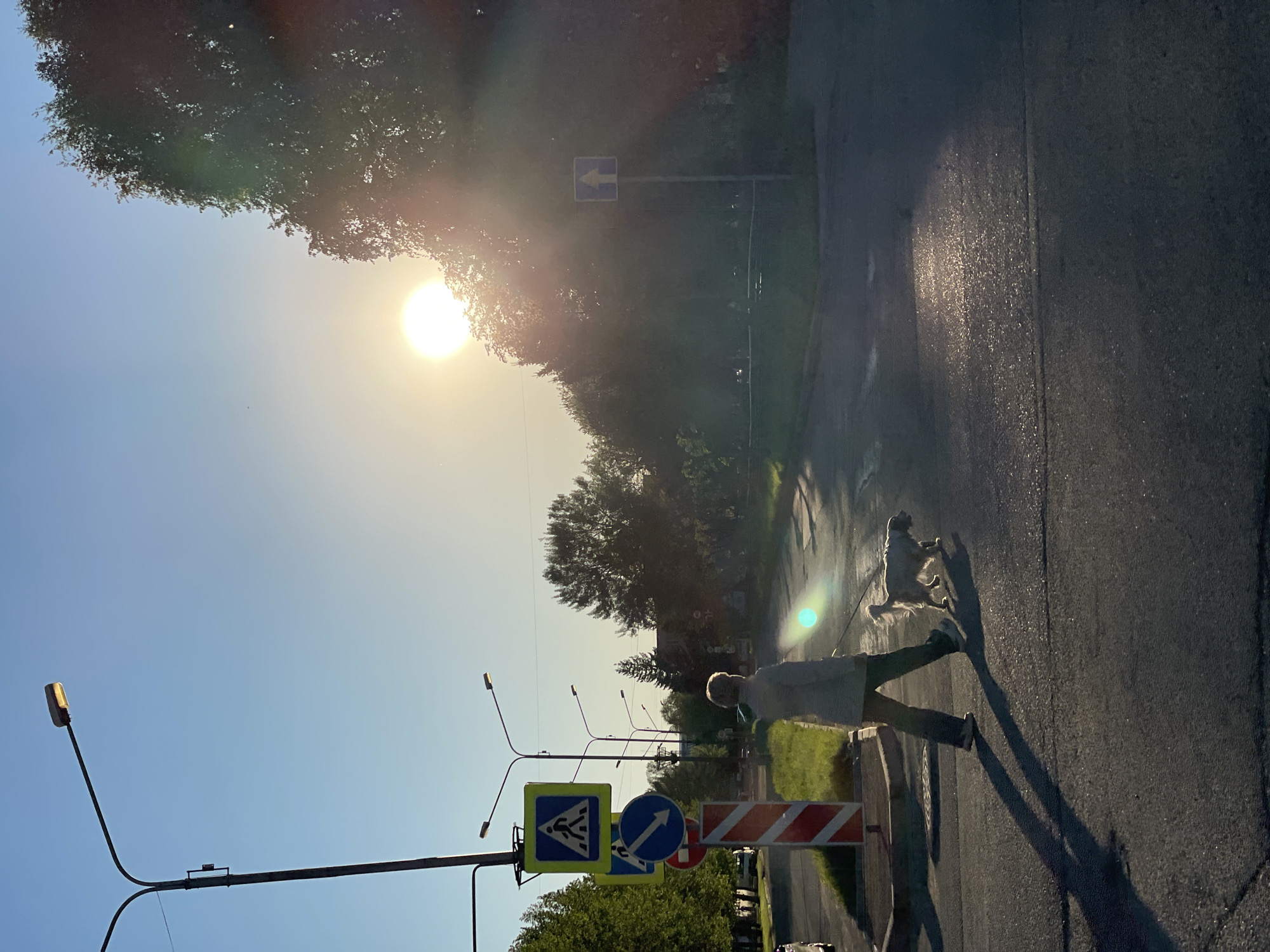 A rotated, eye-level outdoor shot depicts a street scene on a sunny day in what is likely Zheleznogorsk, Russia, based on the signage. An older person wearing light colored clothing and dark pants is walking a medium-sized dog on a leash across a pedestrian crosswalk. The shadow of the person and dog is long and distinct on the asphalt. Street lamps line the road, and various road signs including a pedestrian crossing, a one way street, and a no entry sign are mounted on a pole. The sun is high in the sky, causing glare. Trees line the background. The asphalt street appears wet or damp.