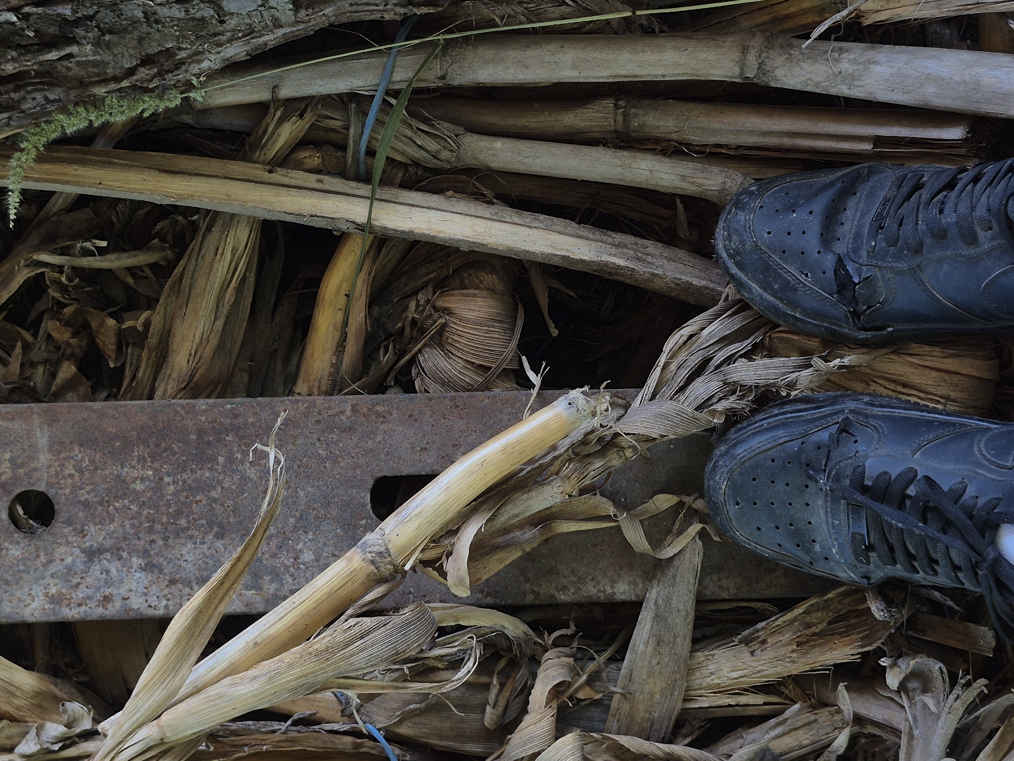 In a close-up, overhead shot, two black sneakers are positioned on a ground covered with dry corn stalks and a piece of rusted metal. The sneakers, a size 8, appear well-worn, with laces tied and a small rip on the right shoe near the toe box. The corn stalks are a pale yellow-brown, some dry and brittle, others thicker and more robust. They surround the central element, which is a dark, rectangular piece of rusted metal, possibly a part of a machine or structural element, with two circular holes visible on its surface. The background is filled with more dried corn husks and stalks, creating a dense, textured environment. The overall scene suggests an outdoor, possibly rural, setting. The image does not contain enough information to determine the specific location in Sadina, Bulgaria.