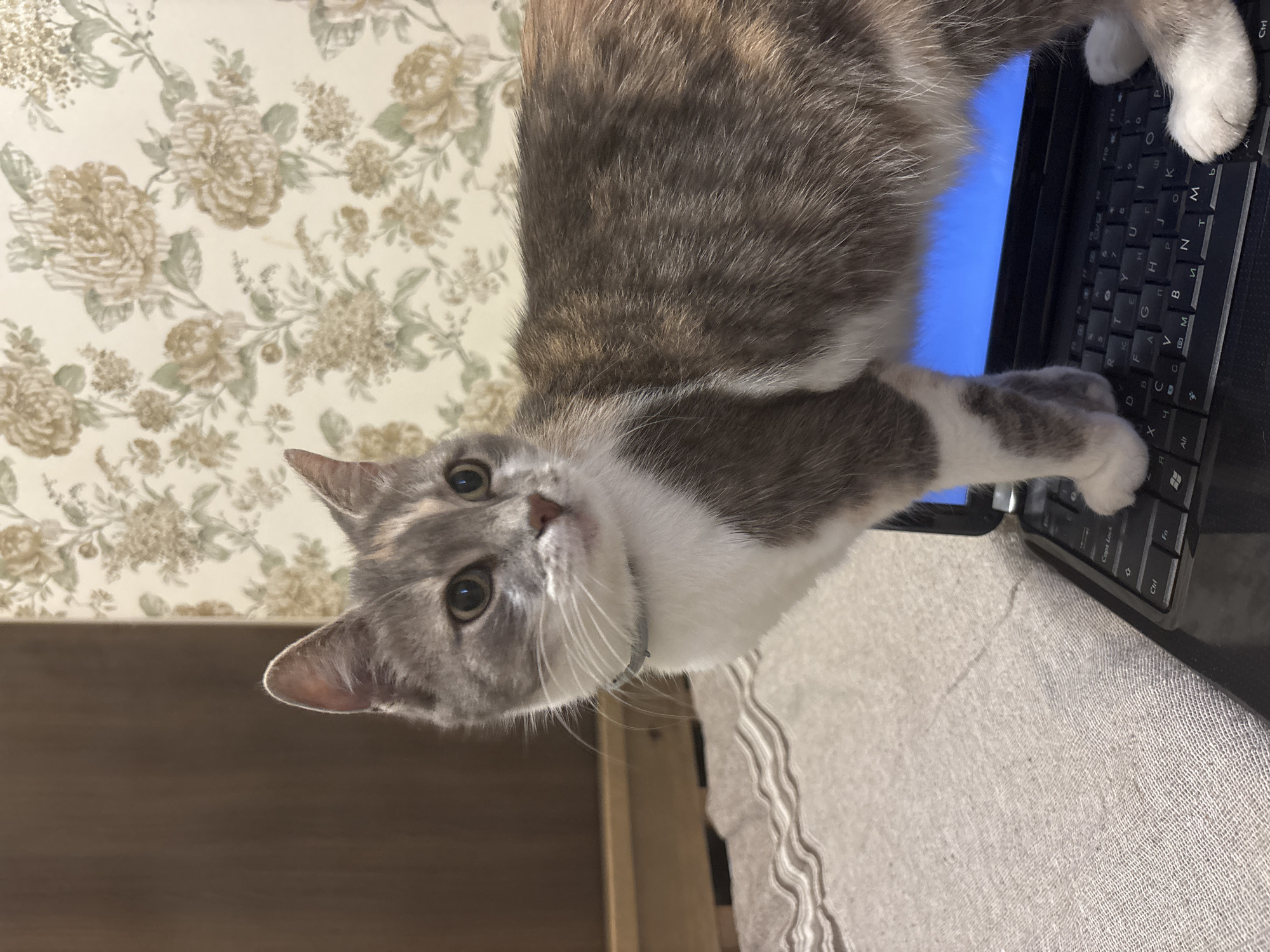 A cat is lying on a laptop, with its paws on the keyboard. The cat is grey and white with green eyes. The laptop screen is blue. The background is a floral wallpaper. The scene appears to be indoors, likely in a home. The cat's posture suggests it is comfortable and relaxed, perhaps even sleeping or resting. The overall lighting suggests it is daytime. Some text is visible on the laptop keys, including "Caps Lock", "Ctrl", and "Fn". The location context is Balabanovo, Russia.