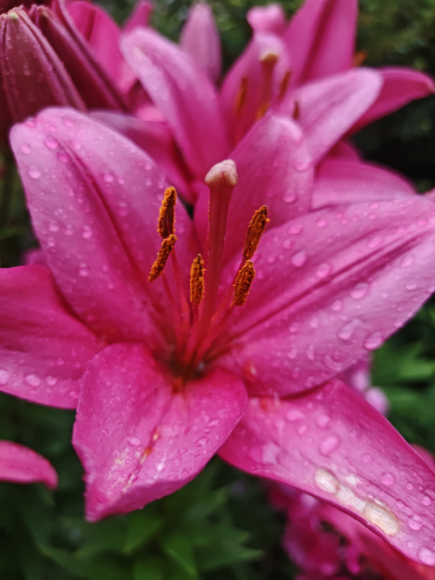A close-up, slightly angled shot captures the vibrant pink petals of a lily, glistening with numerous water droplets. The flower's center features prominent orange stamens, some dusted with pollen. The background is a blur of more pink lilies and dark green foliage, suggesting a garden setting. The overall lighting is soft and diffused, highlighting the delicate texture of the petals and the transparency of the water. This scene could be found in a garden in Shcherbinka, Russia, where lilies are commonly cultivated.