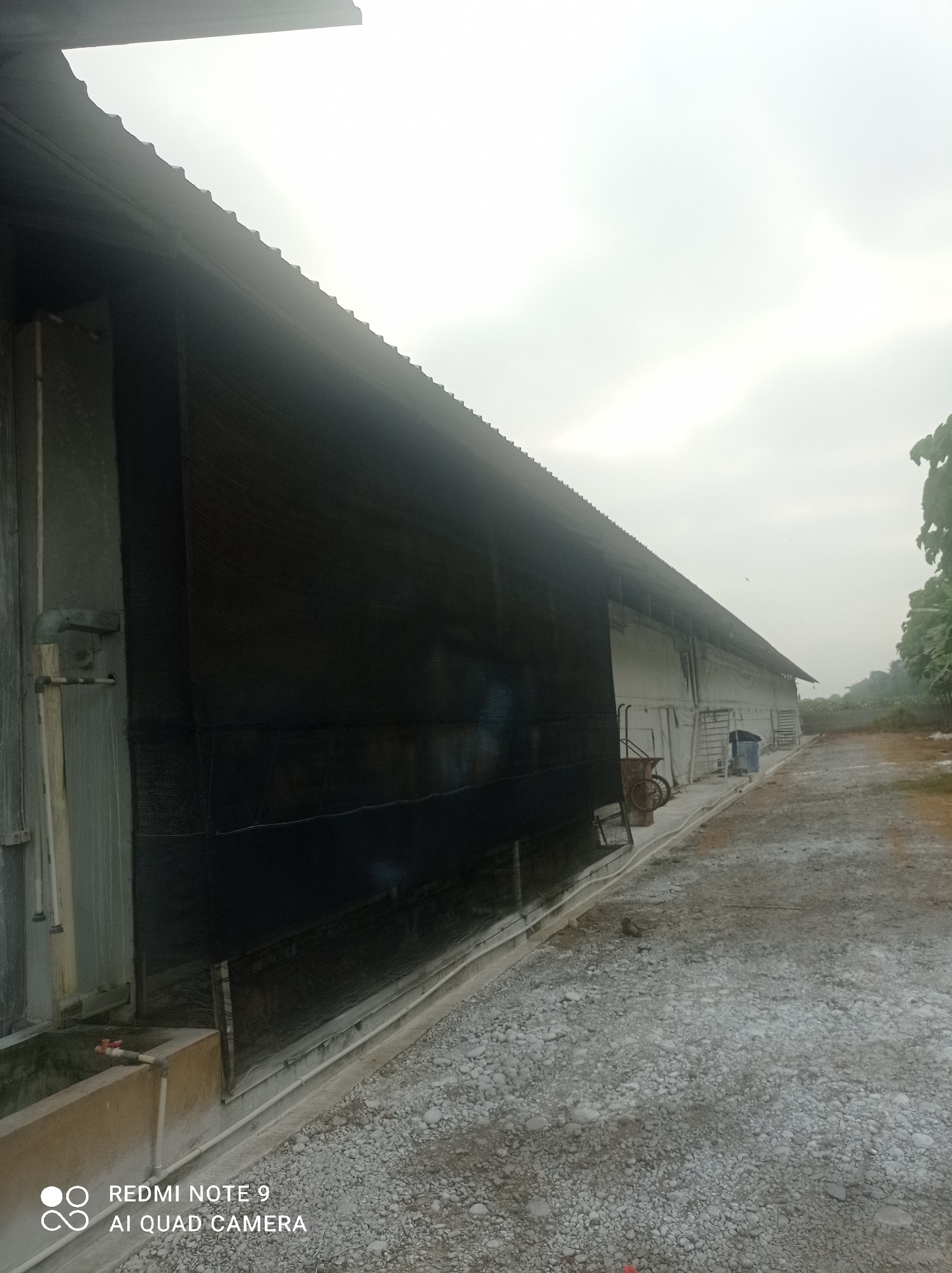 The image depicts the exterior of a long, light-colored building with a corrugated metal roof that slopes downwards. A large section of the building's side is covered by a black mesh netting. In front of the building, a concrete pathway is visible, covered with small grey stones. Several objects are present along the pathway, including what appears to be a wheeled cart, a blue bin, and a ladder leaning against the building. The background shows a hazy sky and some distant foliage. The image is located in Penaruban, Indonesia. The bottom left corner of the image contains a watermark that reads "REDMI NOTE 9 AI QUAD CAMERA".