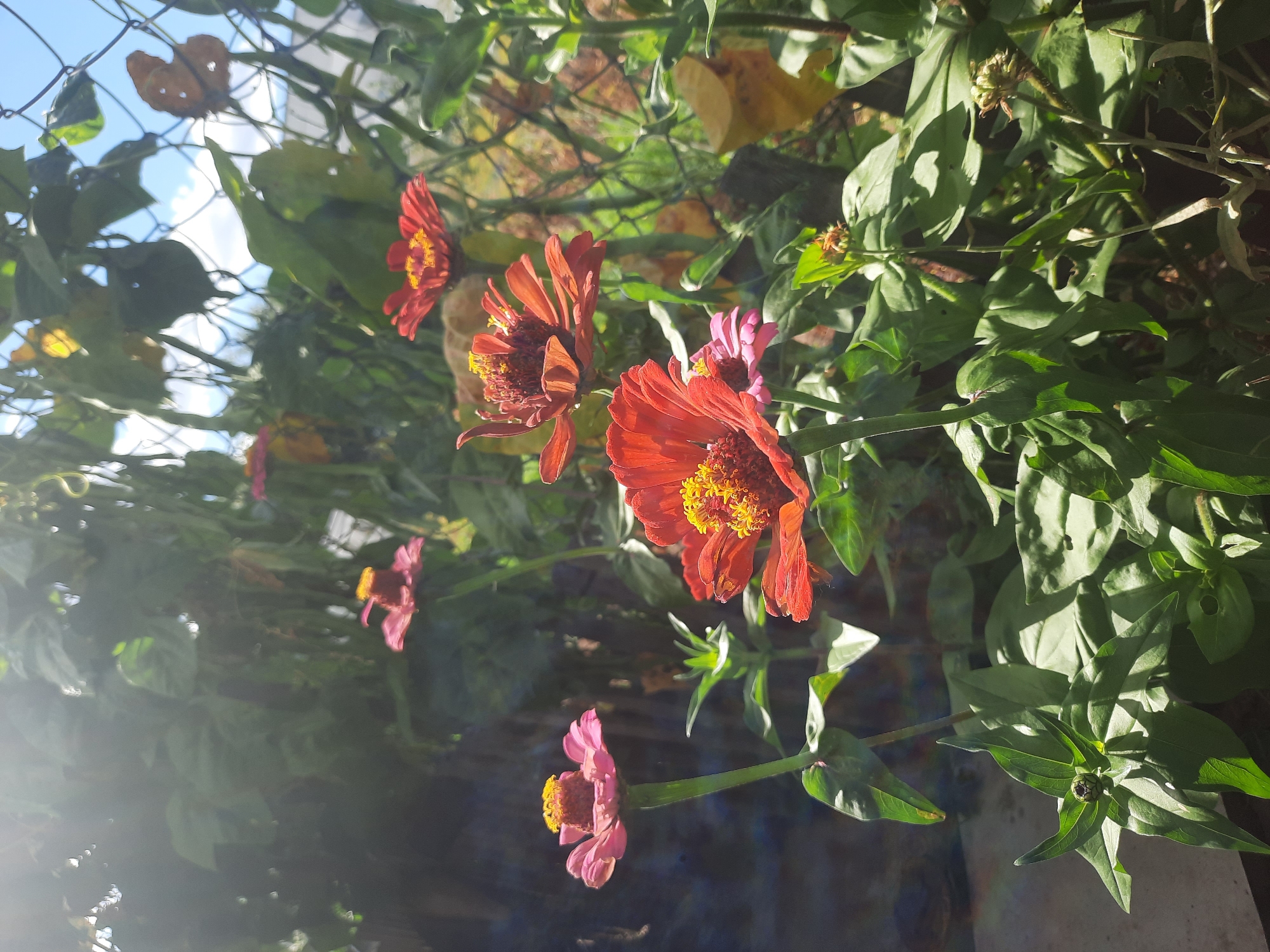 In an outdoor garden setting, several vibrant zinnia flowers are in bloom. The flowers display a range of colors including pink and deep orange-red, with bright yellow centers. They are surrounded by lush green foliage and some dry, fallen leaves. In the background, a chain-link fence and some overhanging greenery are visible, suggesting a residential backyard or community garden. The sky is a clear blue with some wispy clouds. The lighting indicates it is daytime, with sunlight casting shadows and creating highlights on the petals and leaves. The image is focused on the flowers, with some areas slightly blurred due to depth of field. There are no people or animals visible in the frame. The location is identified as Шклоў, Belarus.