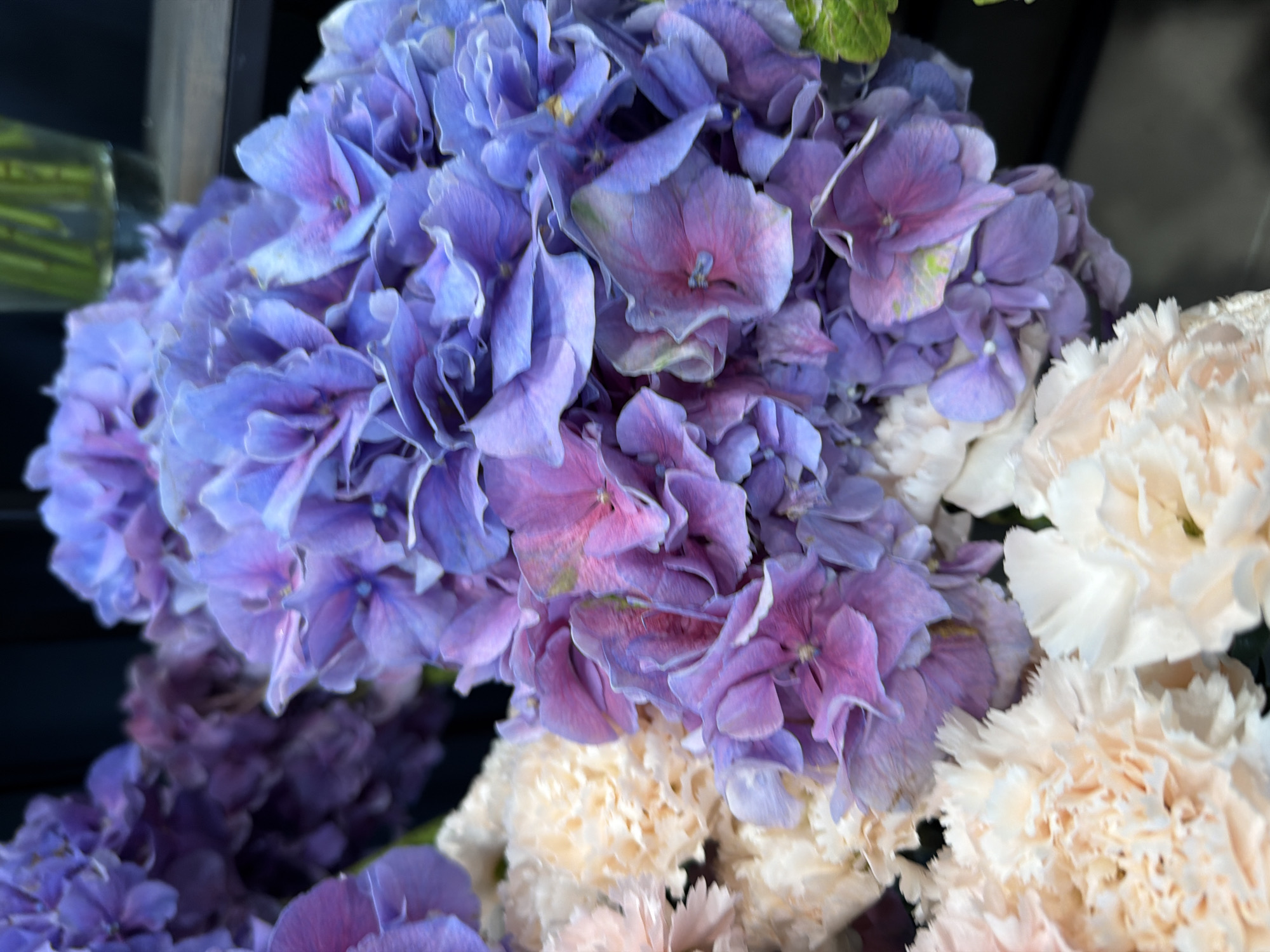 The image displays a close-up of a floral arrangement. The dominant flowers are hydrangeas, which exhibit a gradient of colors from deep purple and blue to pinkish-purple at the centers of the florets. Interspersed with the hydrangeas are creamy white and pale pink carnations, their ruffled petals creating a soft contrast. The background is dark and out of focus, suggesting an indoor setting, possibly a flower shop or a display. There are no people visible in the image, and no specific location in the city of Unknown, Unknown can be identified. The lighting is soft, highlighting the textures and delicate details of the flowers.