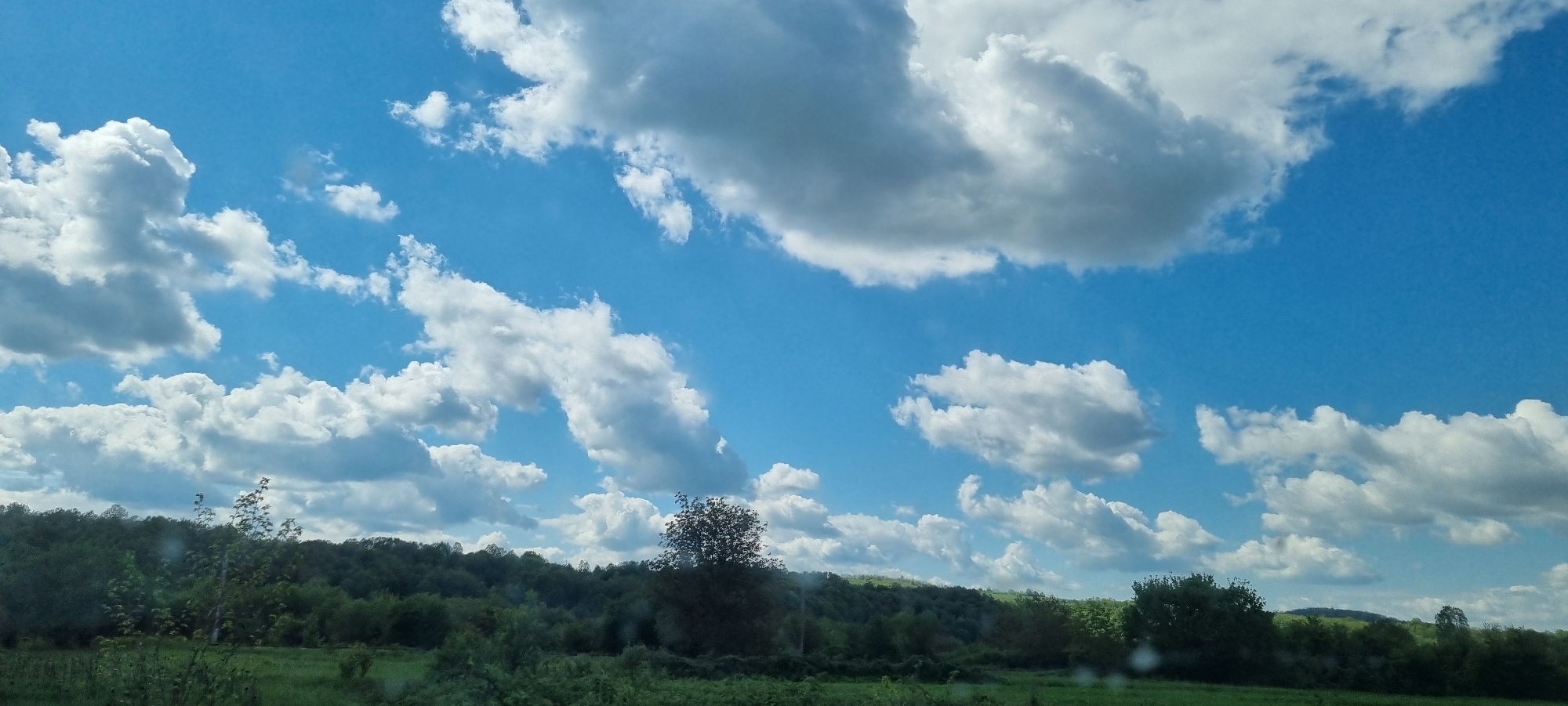 The image shows a rural landscape in Borovtsi, Bulgaria. The sky is predominantly blue with scattered cumulus clouds. A line of trees stretches across the horizon, separating the sky from a foreground of green grass and foliage. No people or animals are visible. The light suggests a sunny day.