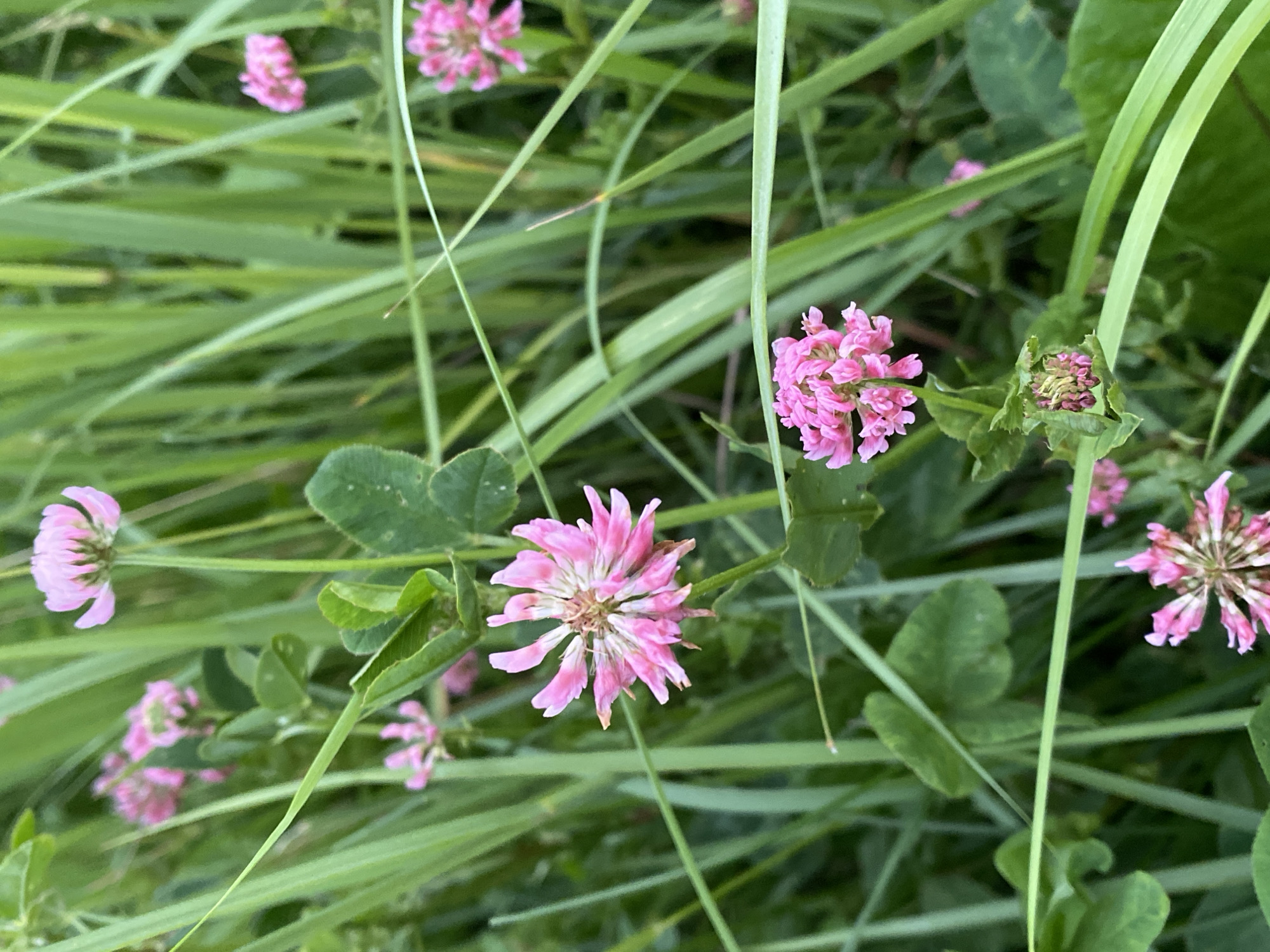 A close-up, high-angle shot reveals a cluster of pink clover flowers nestled amongst lush green grass and tall blades of grass. The flowers are in various stages of bloom, with some fully open and others appearing as buds. The foreground is dominated by a large, vibrant pink clover flower with delicate petals radiating outwards from a central core. The background is a blur of soft greens and pinks, suggesting a natural, outdoor setting. The lighting is soft and diffused, creating a gentle, serene atmosphere. The image does not contain any people or discernible human activity. The setting appears to be a natural habitat such as a meadow or field.