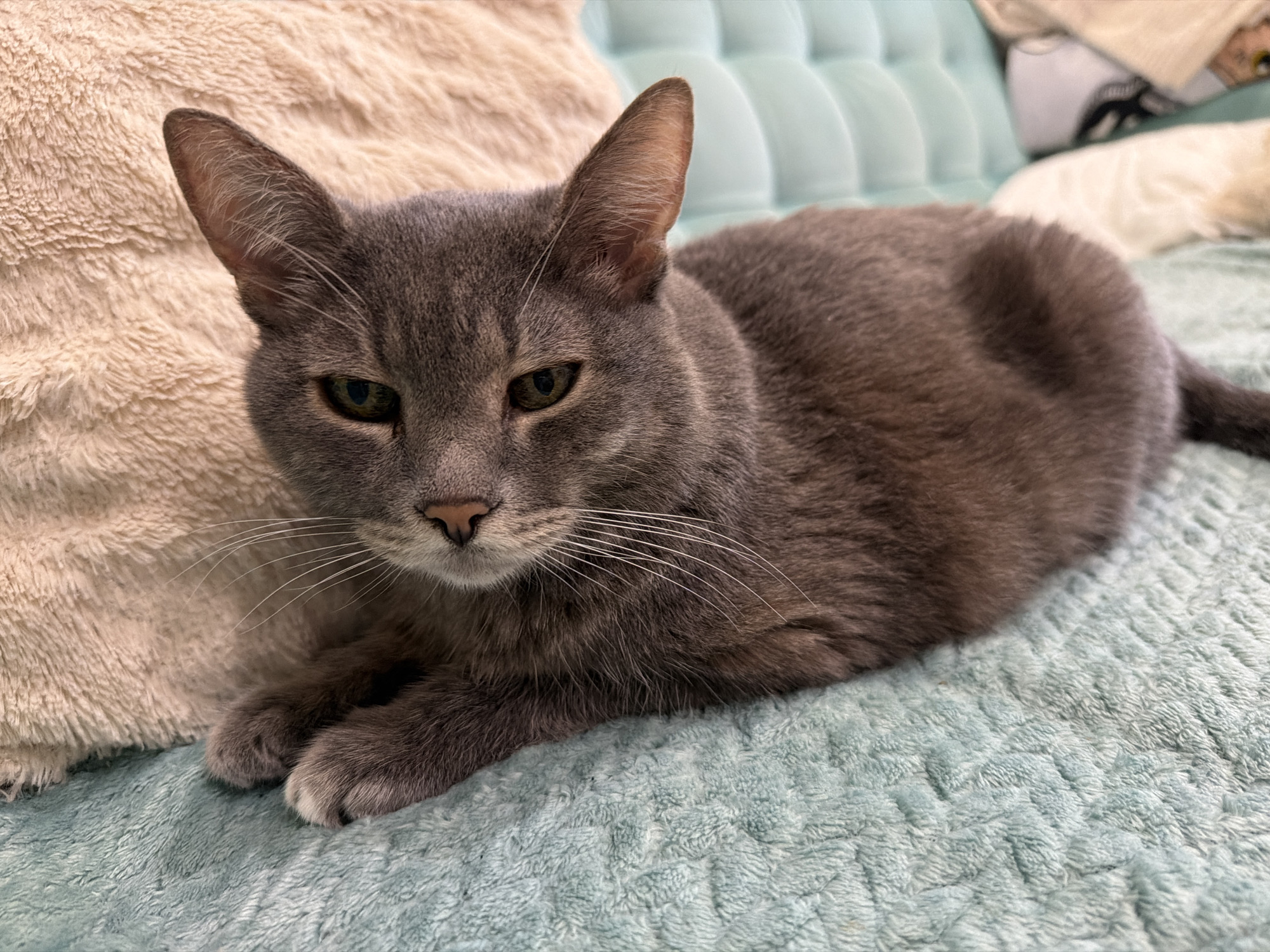 A gray cat is lying on a textured blue blanket. The cat is facing the camera and looking slightly to the left. Its front paws are tucked underneath its body. To the left of the cat, a fluffy beige pillow is visible. In the background, a light blue tufted couch can be seen. The image does not contain information about the location in Solikamsk, Russia.