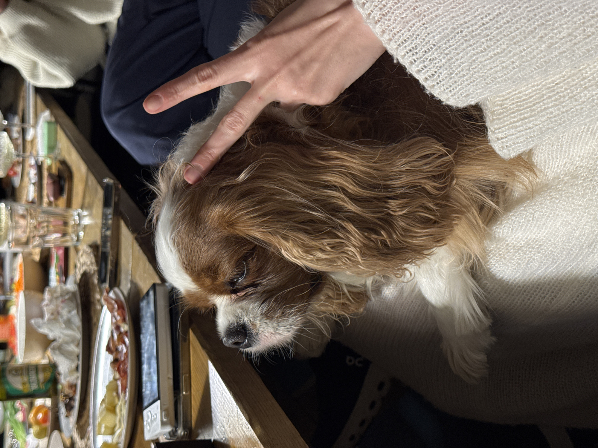 A Cavalier King Charles Spaniel with brown and white fur sits on a lap covered by a white knit sweater. A hand makes a "peace sign" over the dog's head. A table laden with various items, including plates of food and bottles, is visible to the left. The scene appears to be indoors. There is no evidence to determine it being in Prudki, Russia.