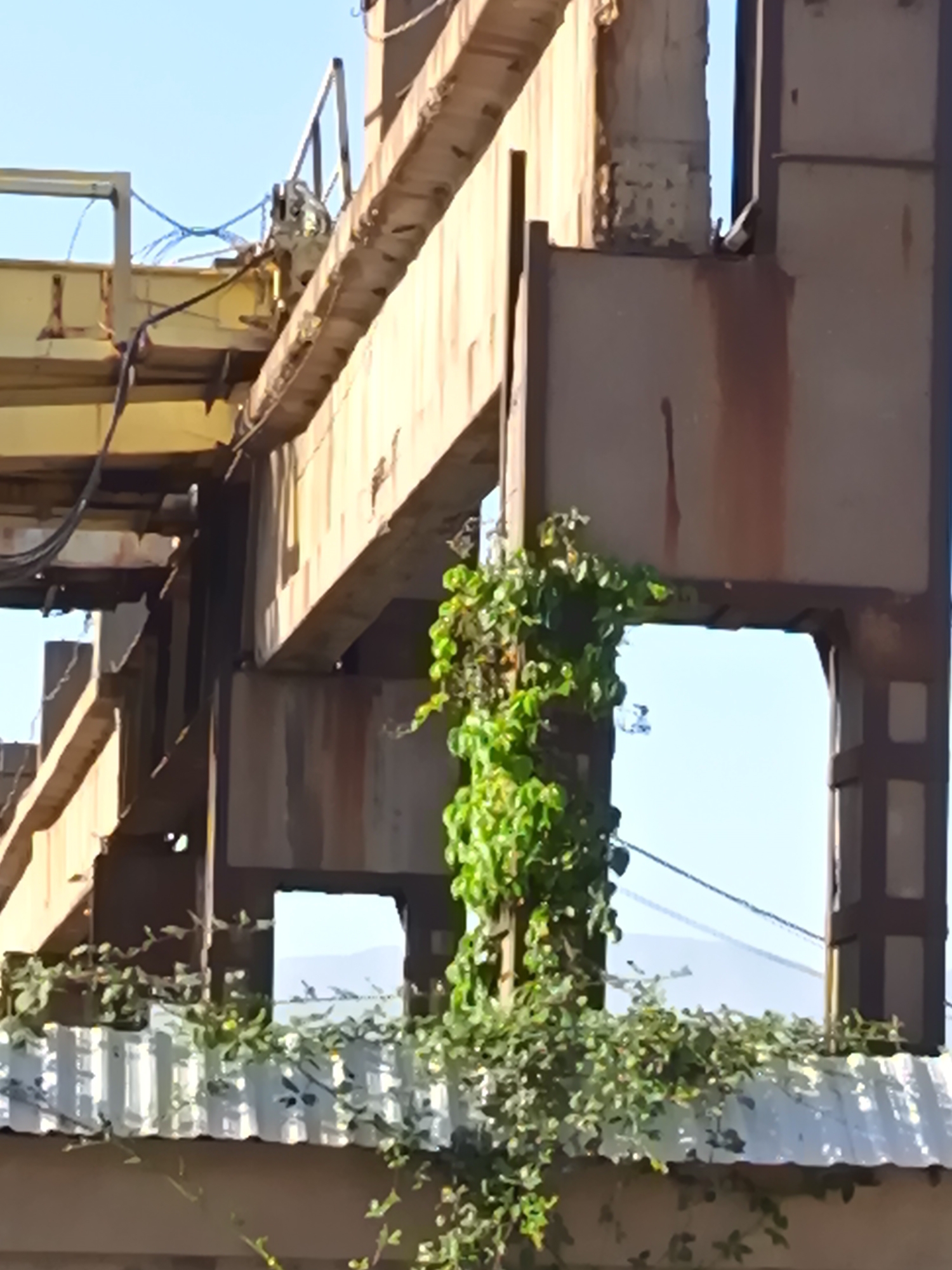 The image shows a close-up view of the exterior of an industrial facility in Angren, Uzbekistan. The primary subjects are large, weathered metal structures, likely part of a bridge or crane, covered in rust and some areas of peeling paint. Green vines and foliage are growing extensively over parts of these structures, particularly on a vertical pillar in the center right and along the top edge of a corrugated metal surface in the foreground. The sky is clear blue, suggesting daytime. There are no people visible in the frame. The scene appears to be outdoors, with a focus on the juxtaposition of decaying industrial architecture and natural overgrowth.