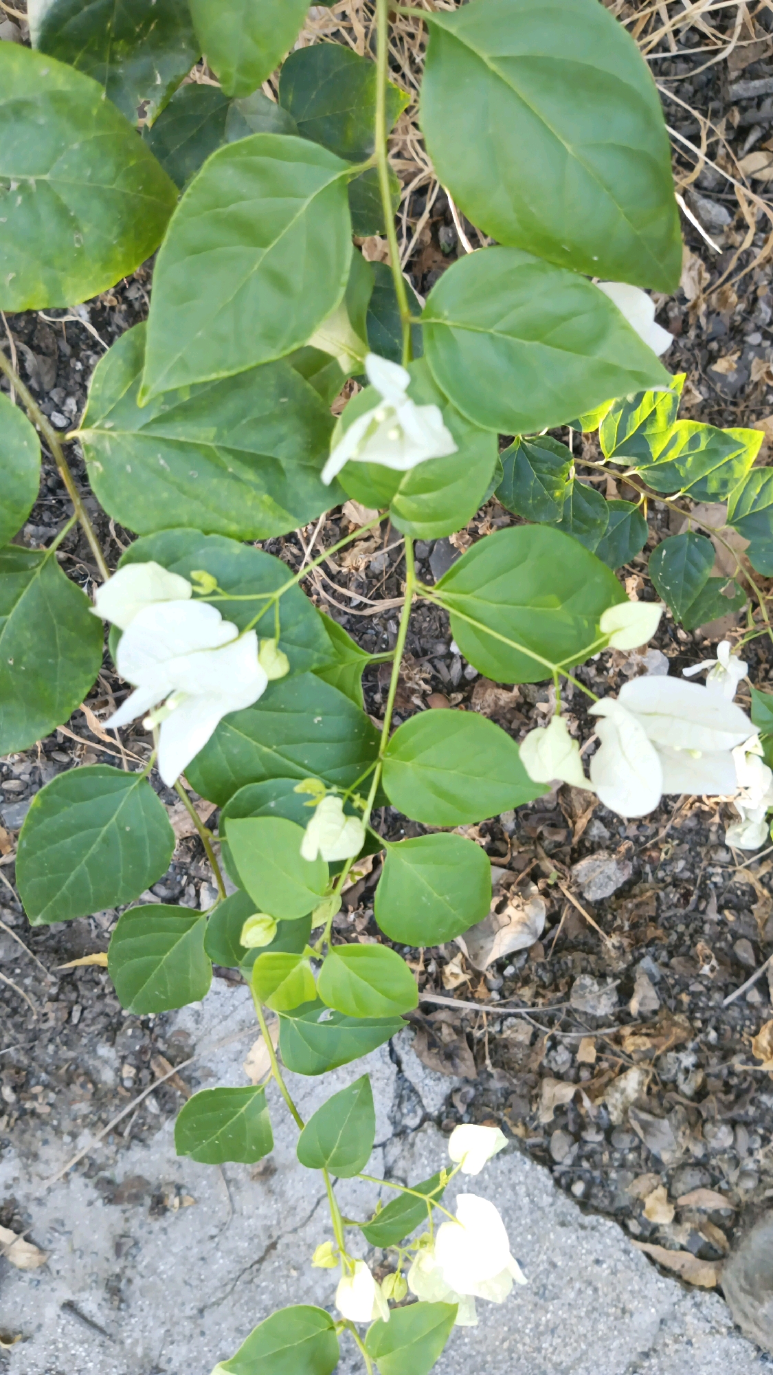 A close-up, overhead shot captures a cluster of white bougainvillea flowers and their green leaves against a backdrop of dry soil, pebbles, and cracked concrete. The flowers are delicate, with paper-thin petals and small, yellowish stamens. The leaves are oval-shaped, with a smooth texture and vibrant green color. The ground below is a mixture of dirt, small stones, and dried organic matter, with a section of concrete that is broken and uneven. The scene appears to be outdoors, likely in a garden or natural setting within Ahilyanagar, India.