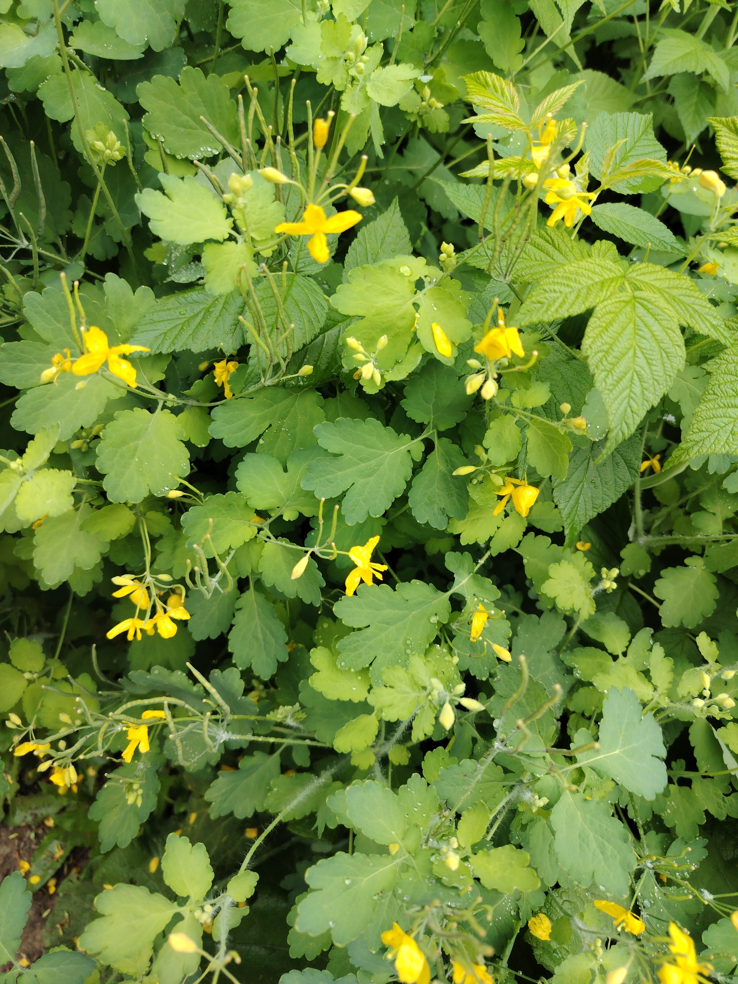 The image presents a close-up view of a patch of Chelidonium majus (greater celandine) plants. The plants are green and leafy with small, bright yellow flowers scattered throughout. Some leaves have water droplets on them, suggesting recent rain or dew. In the upper-right corner of the image are some leaves that seem to be from a different plant, possibly a raspberry. The photograph was taken at eye-level and the lighting appears to be natural. Location: City of Chaikovsky, Russia.