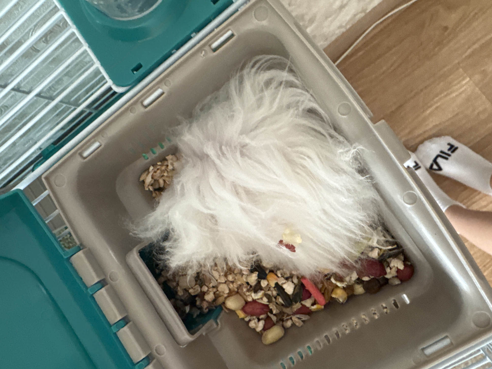 A white fluffy animal is asleep in a plastic enclosure filled with food. The enclosure is part of a pet cage with a teal lid and white bars. The floor beneath the cage is wood. A person's legs, wearing white socks with black lettering, are visible in the lower right corner of the frame. The location is Solikamsk, Russia.