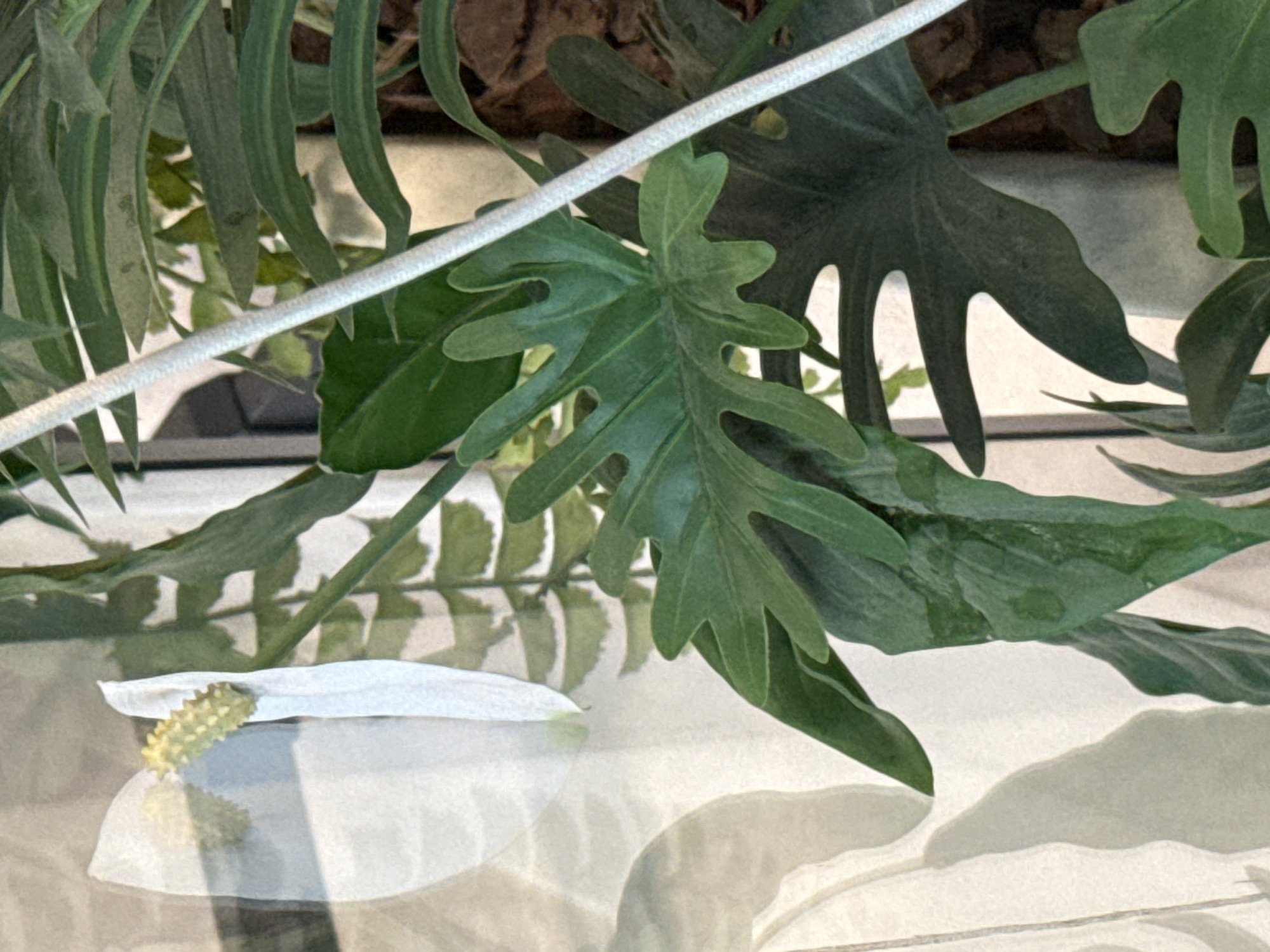 A close-up, horizontal indoor shot features a portion of a lush green plant, possibly a Philodendron, with deeply lobed leaves. The plant is positioned in front of a white surface, possibly a wall or a window, which reflects a portion of the plant. To the left, a white spathe of a peace lily flower is visible, with its yellow spadix protruding. The background shows more greenery and what appears to be a brown textured surface, possibly bark or soil. A thin, light-colored cord runs diagonally across the frame from the upper right to the lower left. The image does not depict any recognizable landmarks or features that would indicate its location in Ob, Russia.