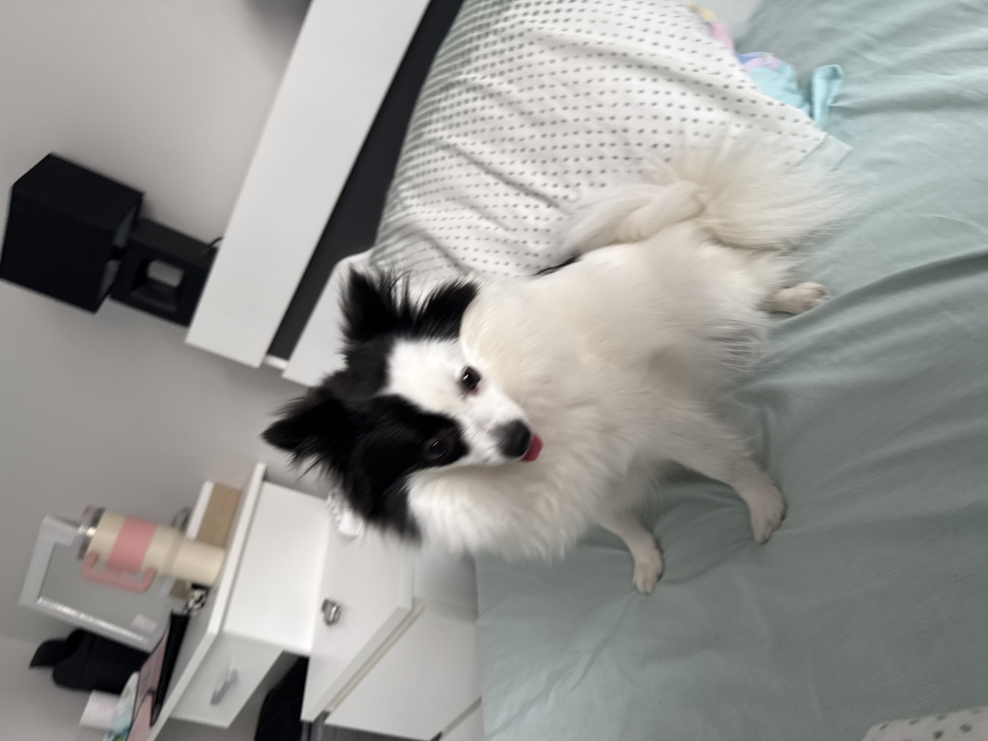 A black and white dog with its tongue sticking out is lying on a bed with light green sheets and a pillow with a gray pattern. To the left is a white nightstand with a pink tumbler on it. A black speaker is mounted on a white headboard, and the photo appears to be taken indoors. There is no indication that this photo was taken in Stara Zagora, Bulgaria.
