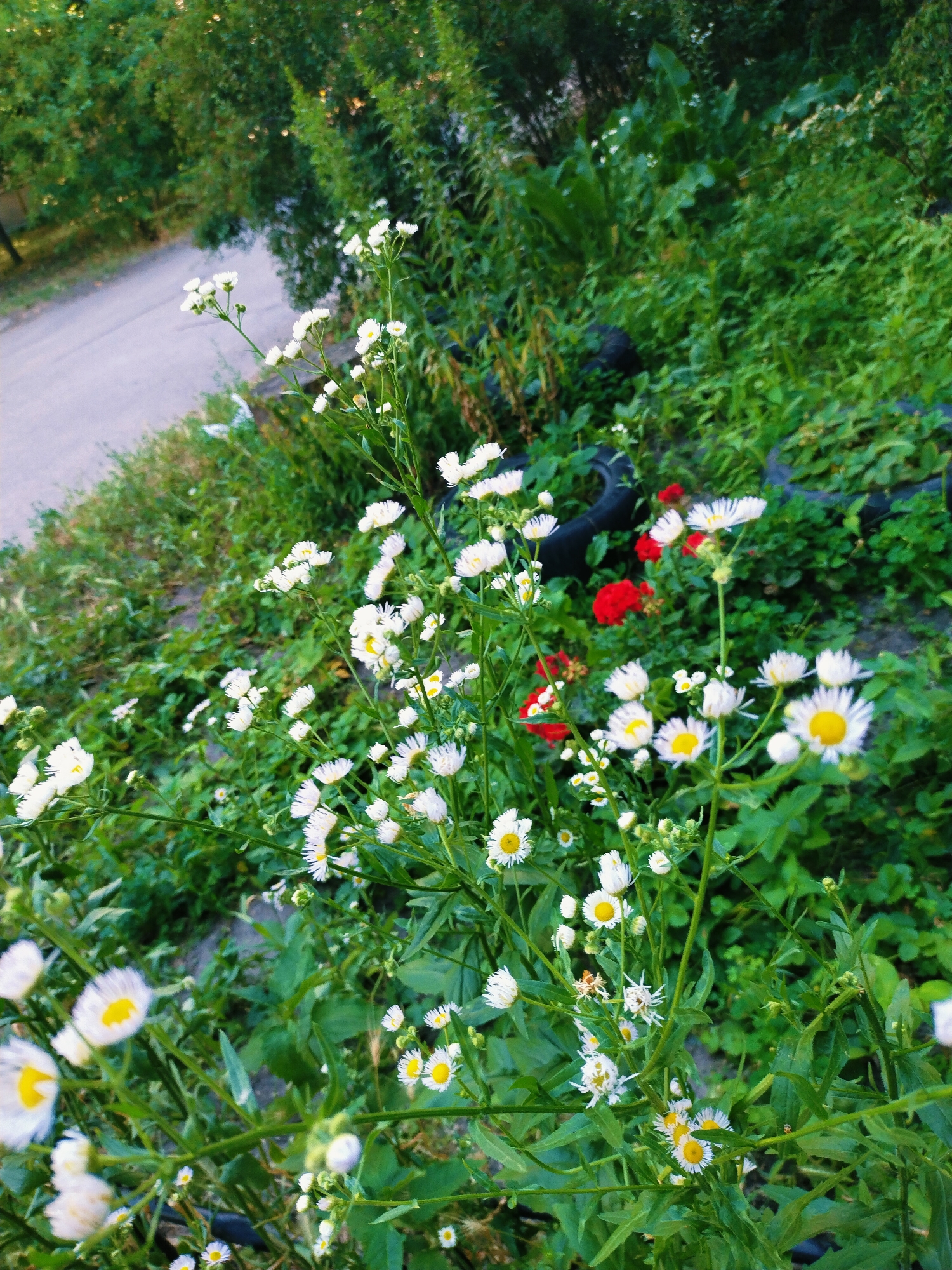 The image shows a patch of white and yellow wildflowers growing beside a paved surface, possibly a road or sidewalk, in Horishni Plavni, Ukraine. Lush green foliage and trees form the background, with some dark, circular objects, resembling discarded tires, partially visible amidst the vegetation. The scene is outdoors, suggesting a natural or semi-natural urban environment. There are no people or animals present.