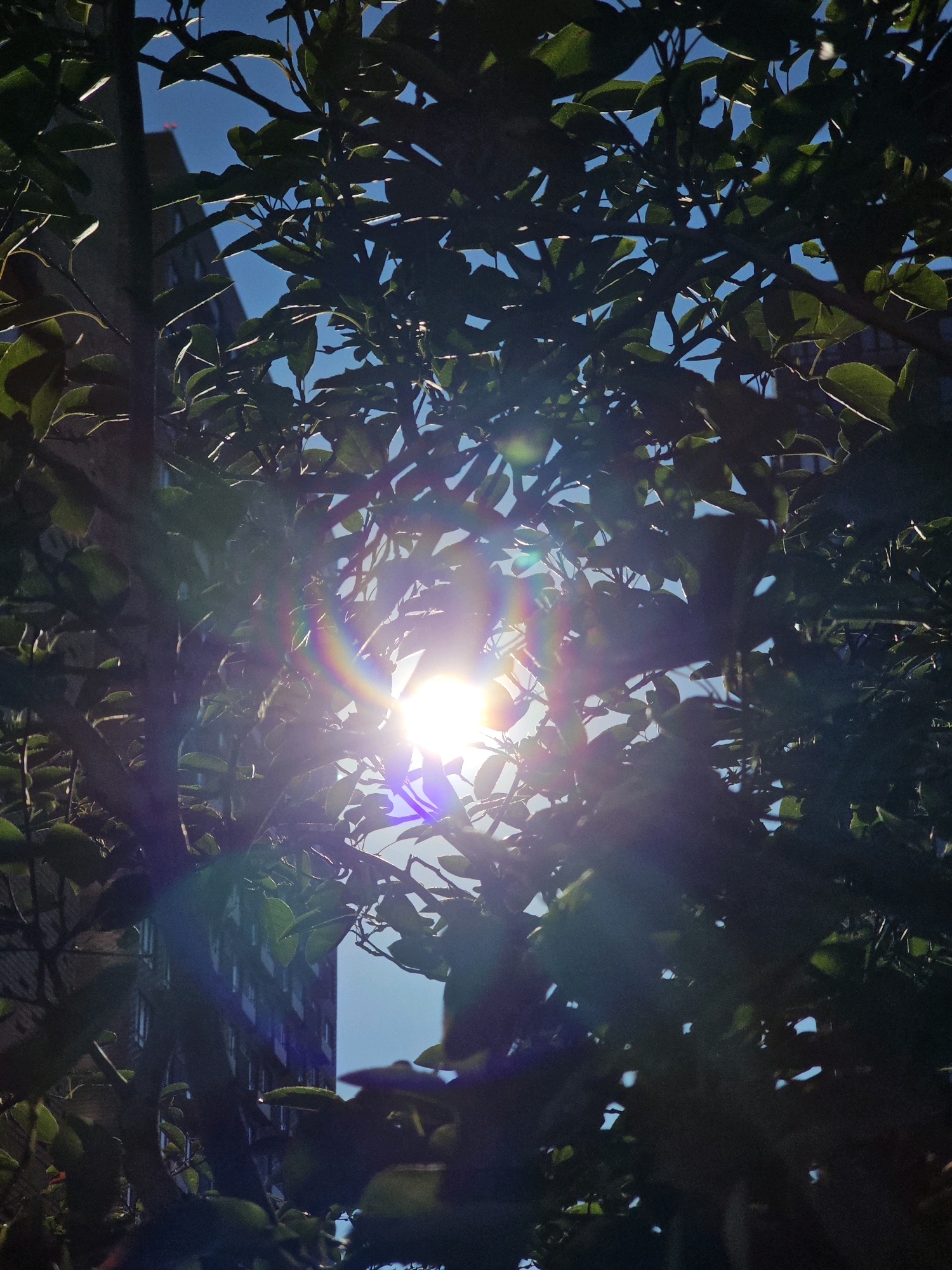 A low-angle shot captures the bright sun filtering through the dark green leaves of tree branches. Sunlight creates lens flare with rainbow-like streaks of color. Behind the foliage, a tall, dark building with rows of windows is visible against a clear blue sky. The image is taken outdoors, possibly in an urban setting, though its specific location in Moscow, Russia cannot be determined.