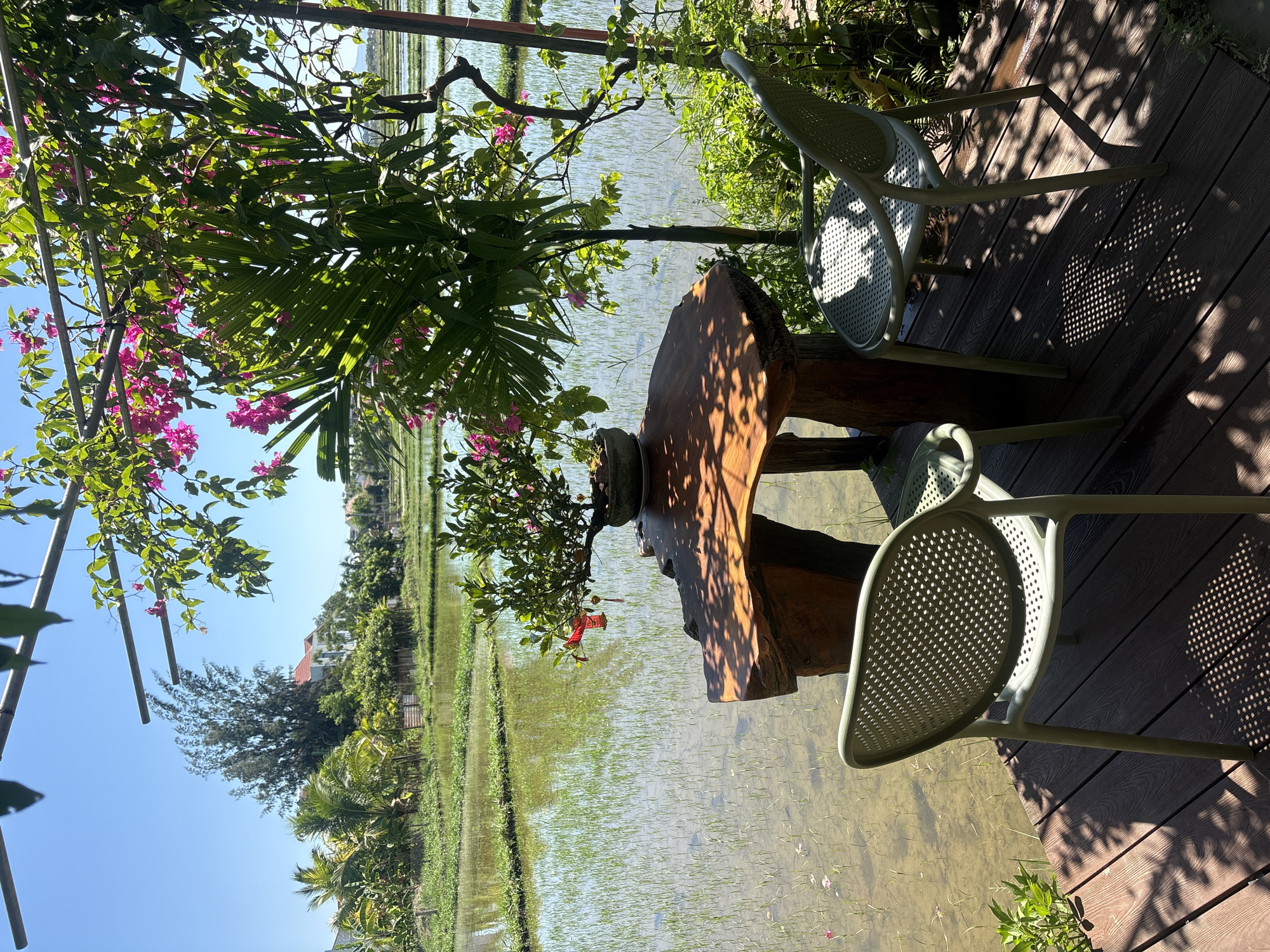 This image depicts an outdoor seating area overlooking a flooded rice paddy. Two light green plastic chairs are positioned on a dark brown wooden deck. In front of the chairs is a rustic wooden table with a rough-hewn top and a thick, natural wood base. A small potted plant with green leaves and a red ornament sits on the table. The background reveals a vibrant green rice field submerged in water, reflecting the clear blue sky. Lush vegetation, including palm fronds and flowering pink bougainvillea, frames the scene from above and to the right. In the distance, trees and a building can be seen. The overall impression is a tranquil, natural setting, likely in a rural or semi-rural area near the city of Đà Nẵng, Vietnam, given the prevalence of rice paddies in the region. No people are present in the image.